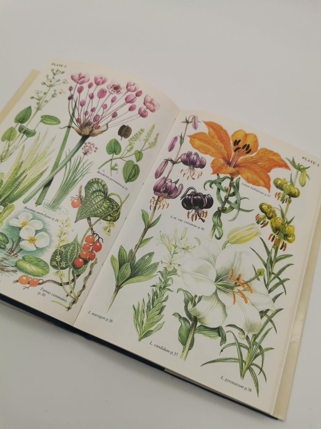 "Bulbs: The Bulbous Plants of Europe and Their Allies" by C. Grey-Wilson and B. Mathew