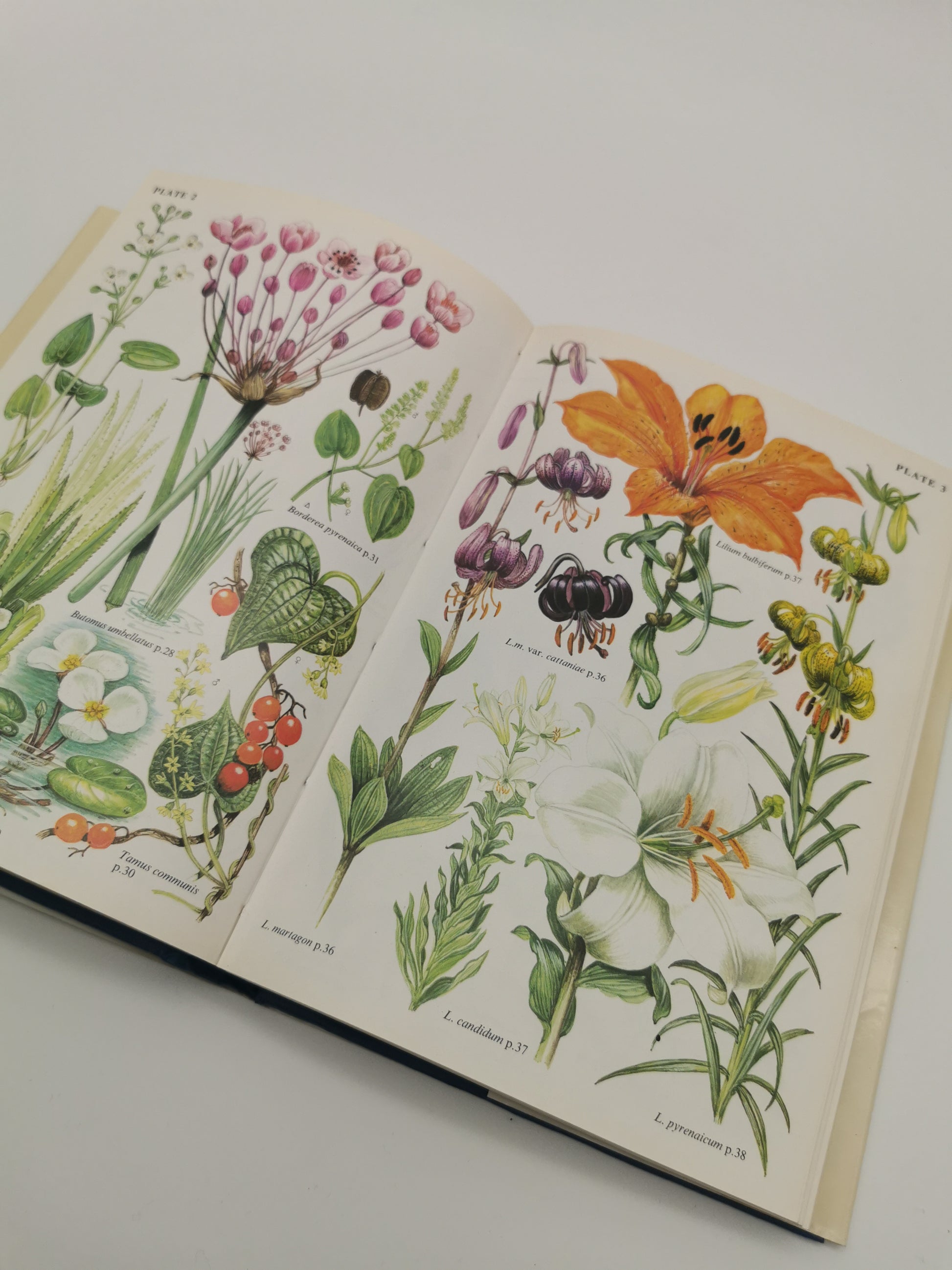 "Bulbs: The Bulbous Plants of Europe and Their Allies" by C. Grey-Wilson and B. Mathew