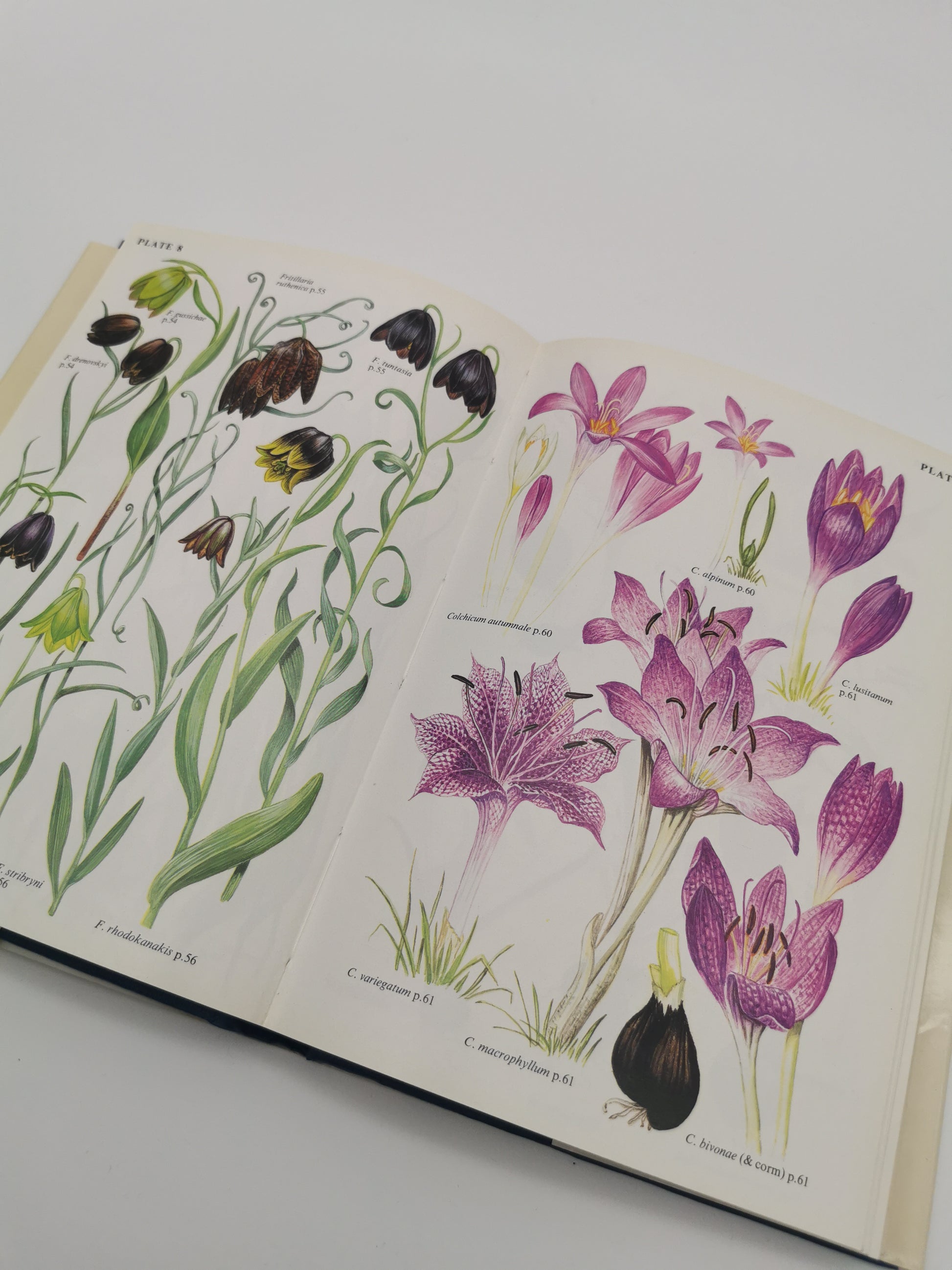 "Bulbs: The Bulbous Plants of Europe and Their Allies" by C. Grey-Wilson and B. Mathew