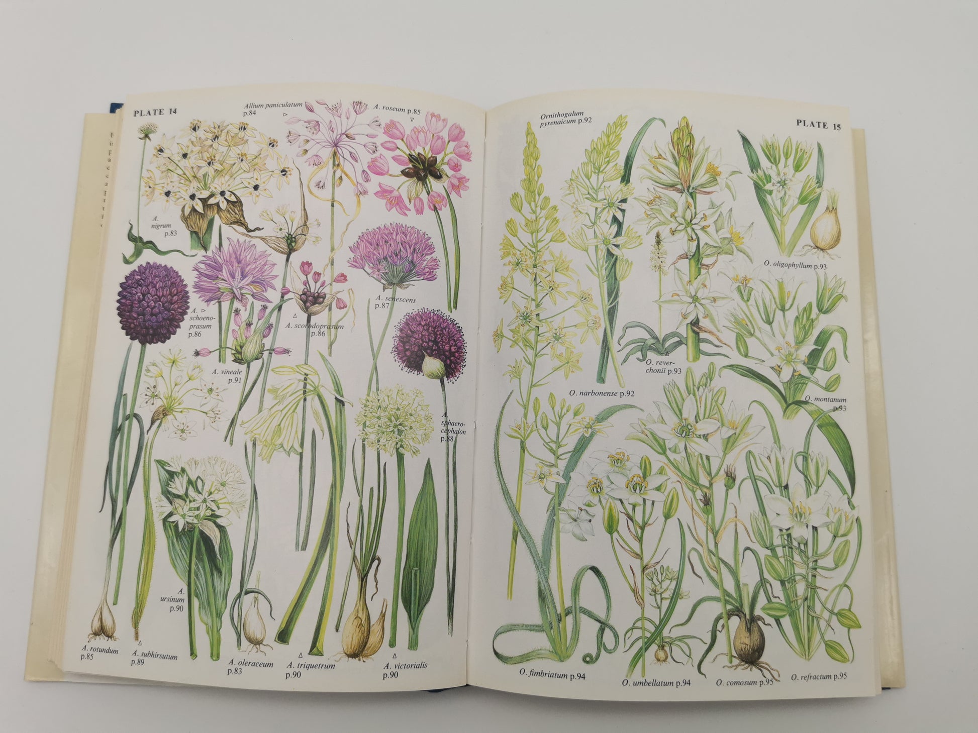 "Bulbs: The Bulbous Plants of Europe and Their Allies" by C. Grey-Wilson and B. Mathew