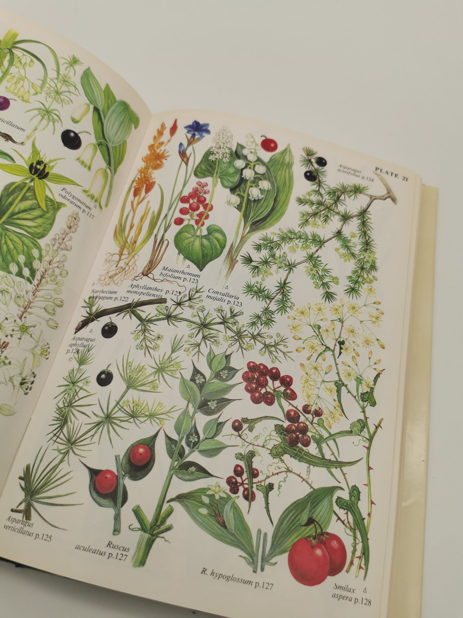 "Bulbs: The Bulbous Plants of Europe and Their Allies" by C. Grey-Wilson and B. Mathew