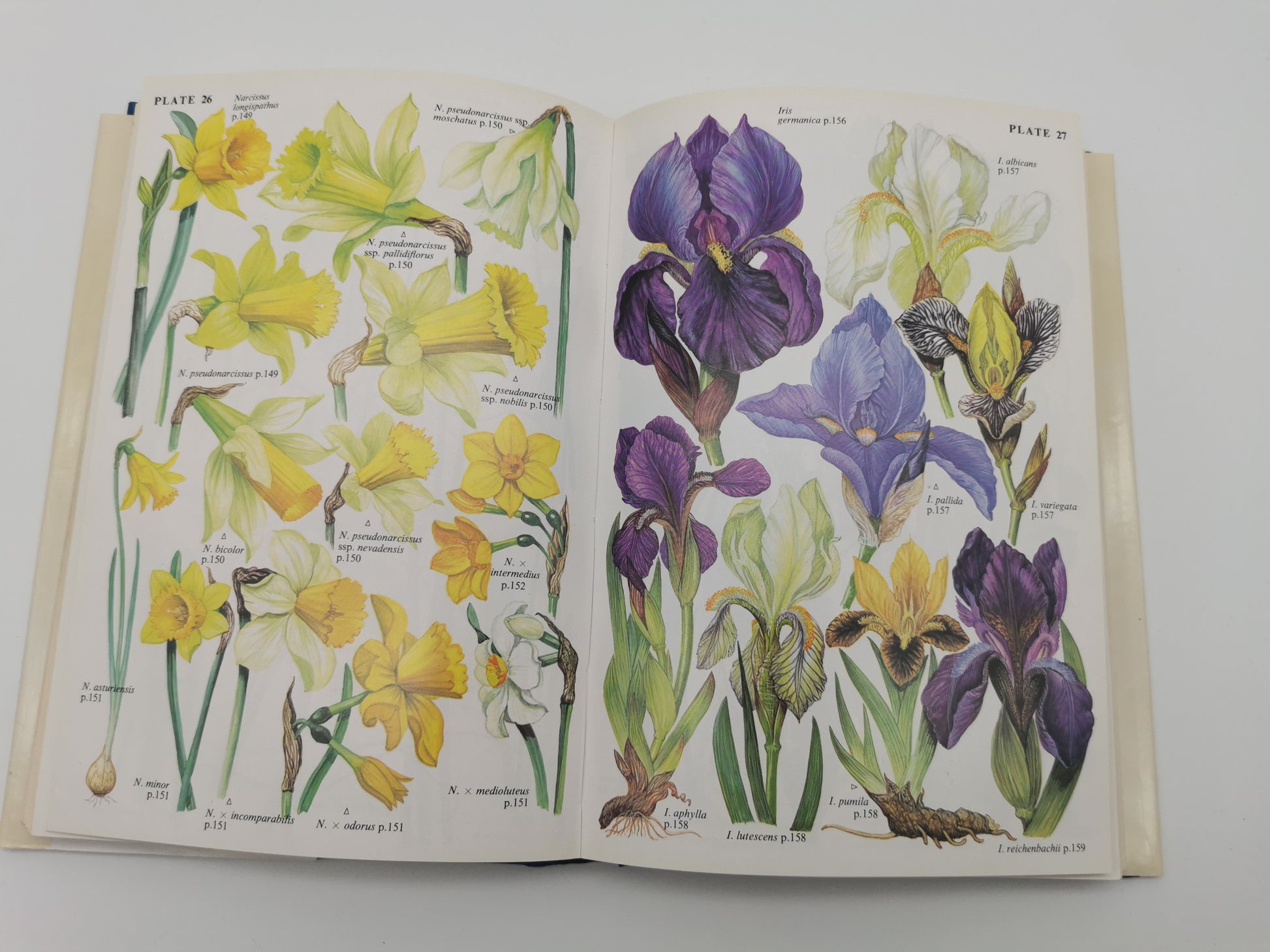 "Bulbs: The Bulbous Plants of Europe and Their Allies" by C. Grey-Wilson and B. Mathew