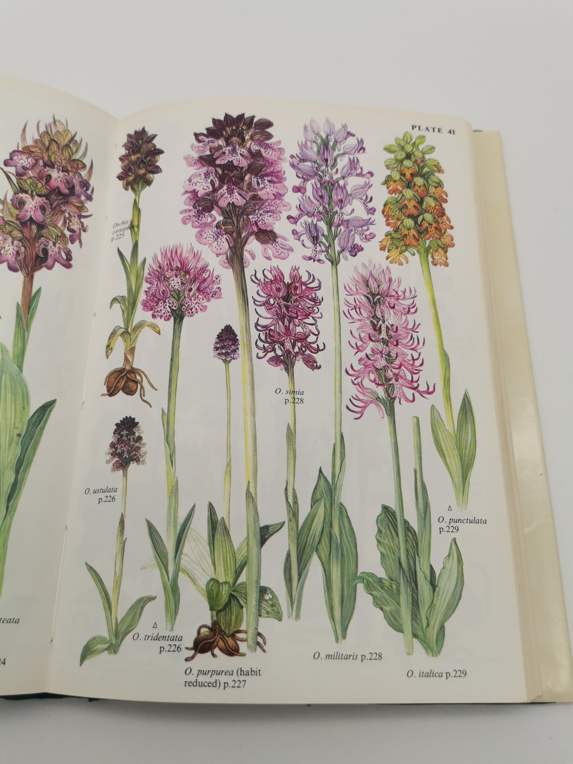 "Bulbs: The Bulbous Plants of Europe and Their Allies" by C. Grey-Wilson and B. Mathew