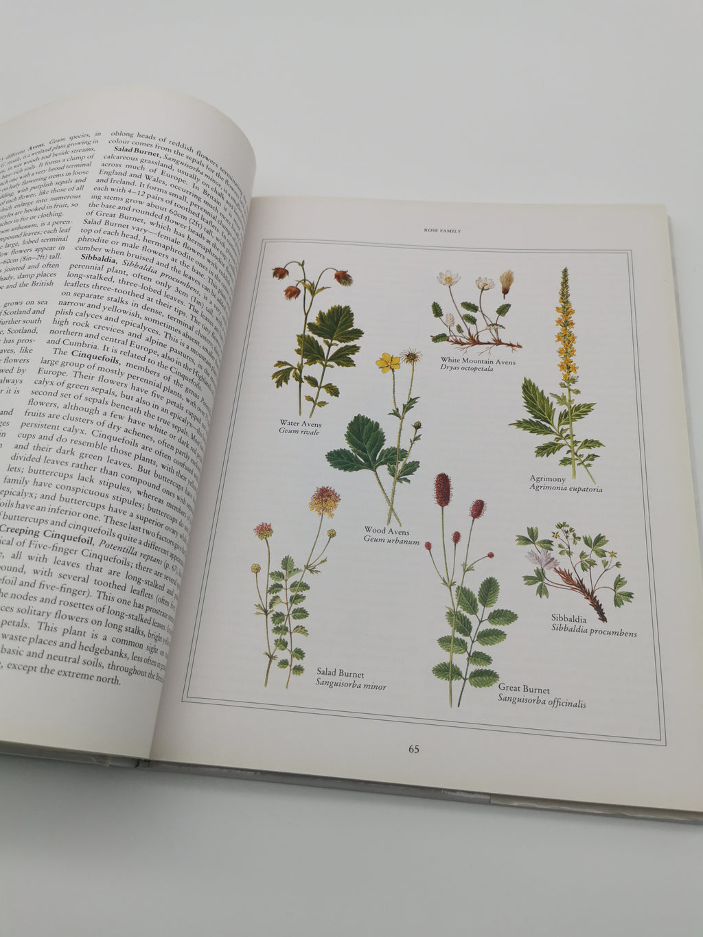 Wild Flowers of the British Isles and Northern Europe by Pamela Forey (Hardback, 1997) – Over 850 Species