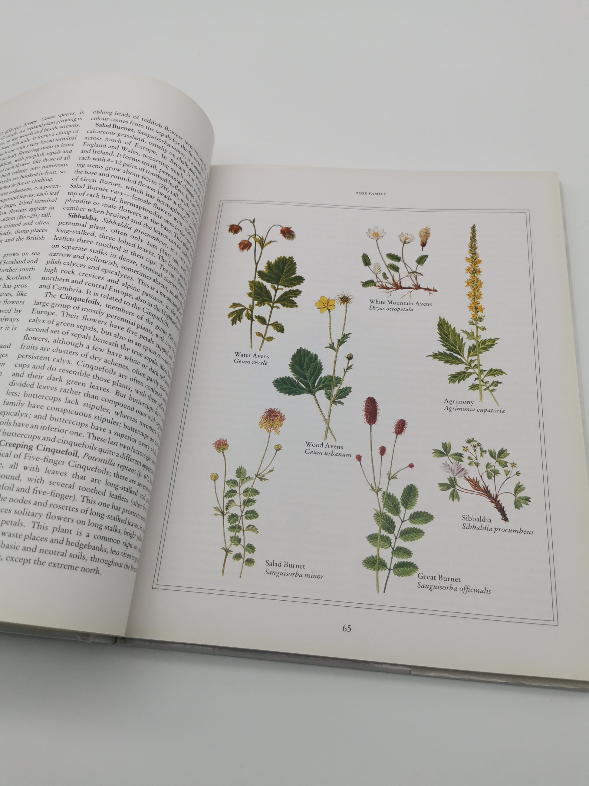 Wild Flowers of the British Isles and Northern Europe by Pamela Forey (Hardback, 1997) – Over 850 Species