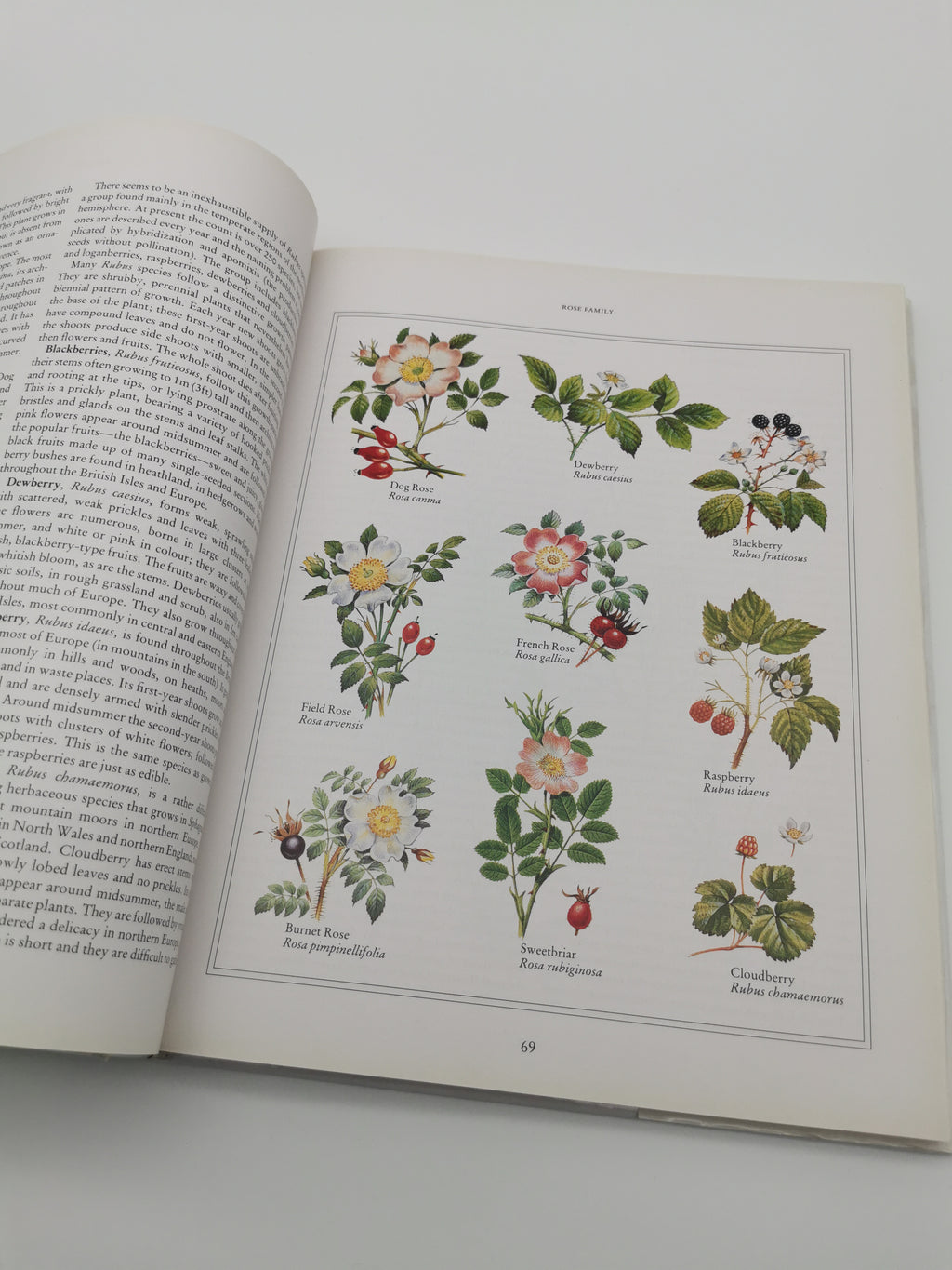 Wild Flowers of the British Isles and Northern Europe by Pamela Forey (Hardback, 1997) – Over 850 Species