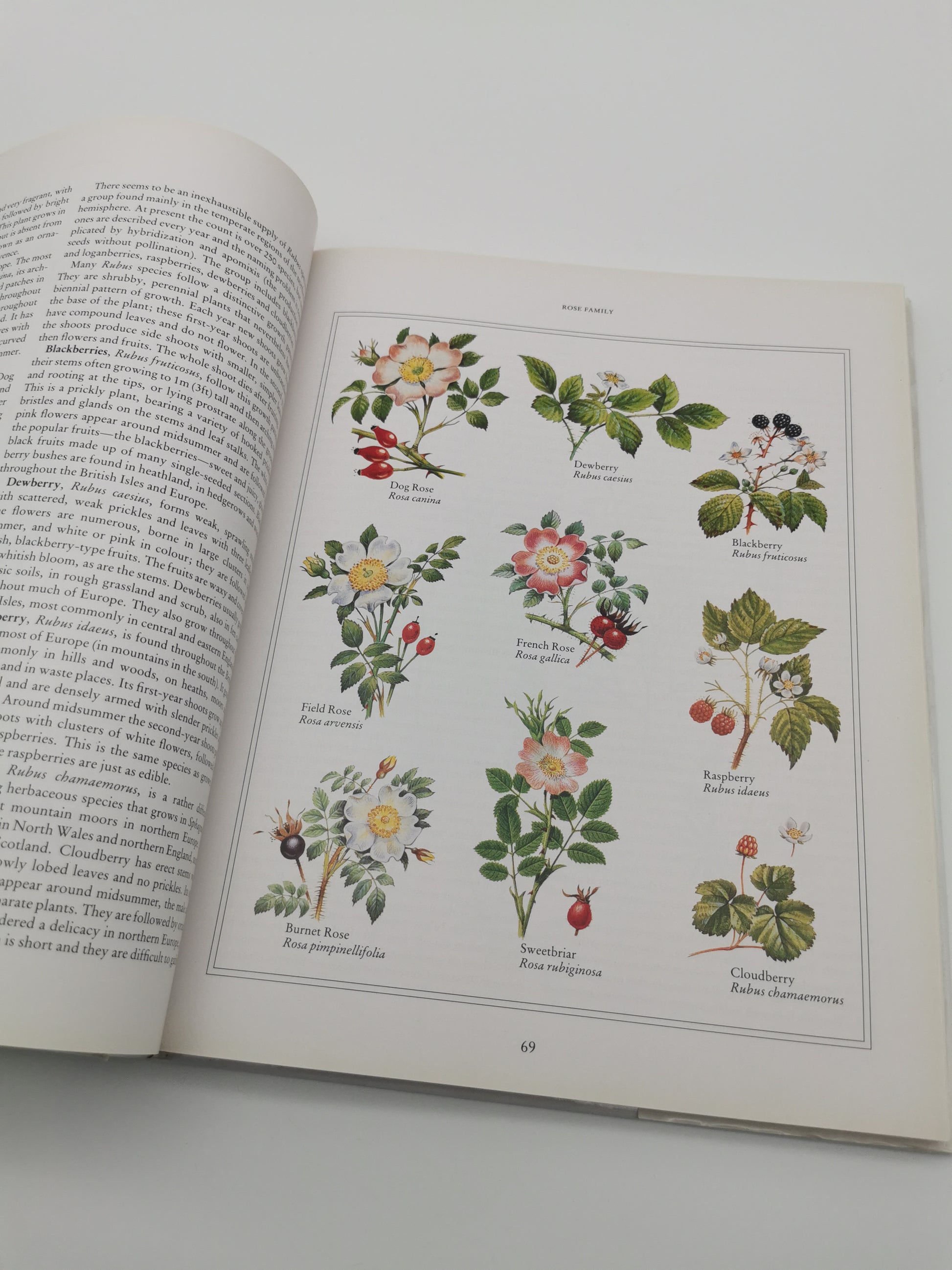 Wild Flowers of the British Isles and Northern Europe by Pamela Forey (Hardback, 1997) – Over 850 Species