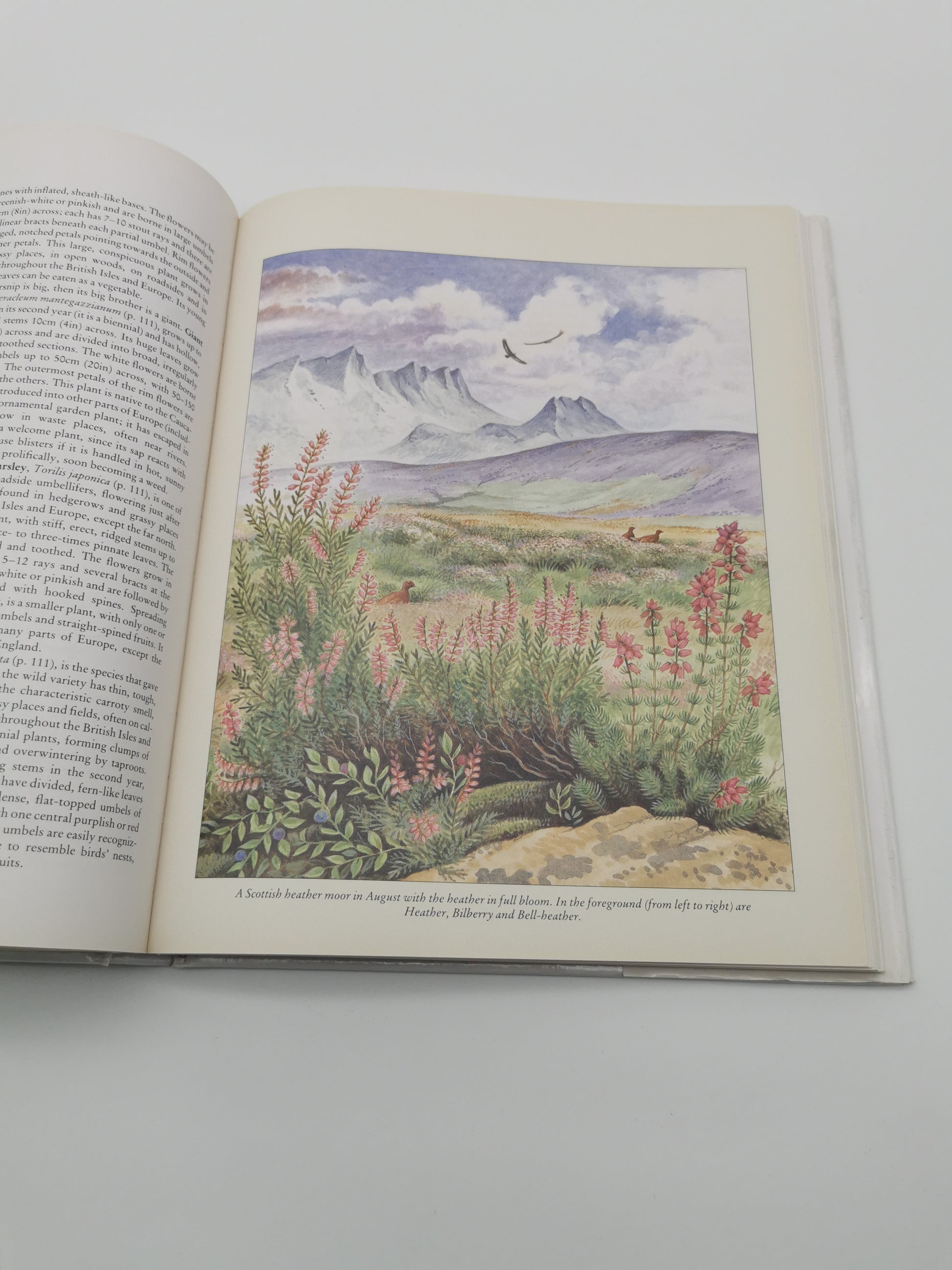 Wild Flowers of the British Isles and Northern Europe by Pamela Forey (Hardback, 1997) – Over 850 Species