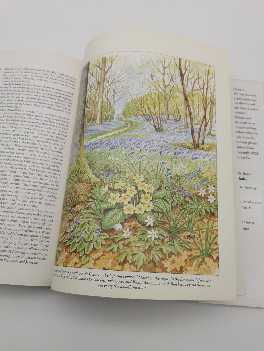 Wild Flowers of the British Isles and Northern Europe by Pamela Forey (Hardback, 1997) – Over 850 Species