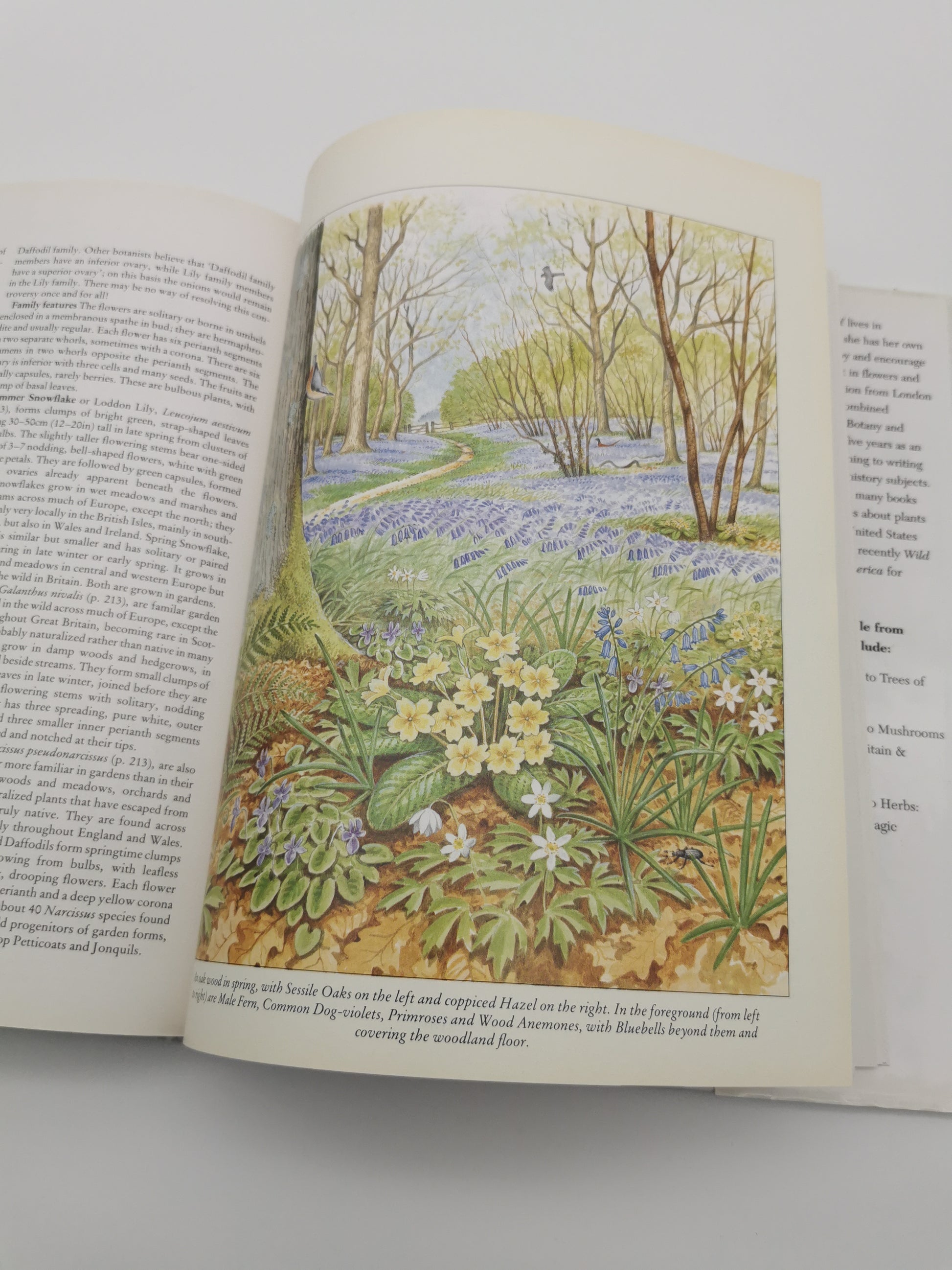 Wild Flowers of the British Isles and Northern Europe by Pamela Forey (Hardback, 1997) – Over 850 Species