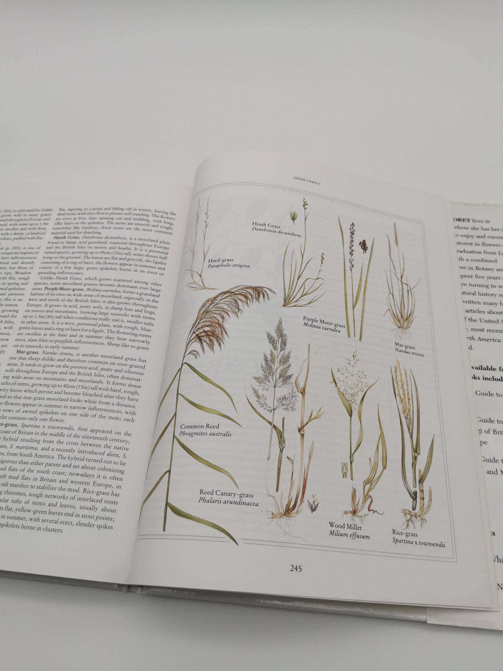 Wild Flowers of the British Isles and Northern Europe by Pamela Forey (Hardback, 1997) – Over 850 Species