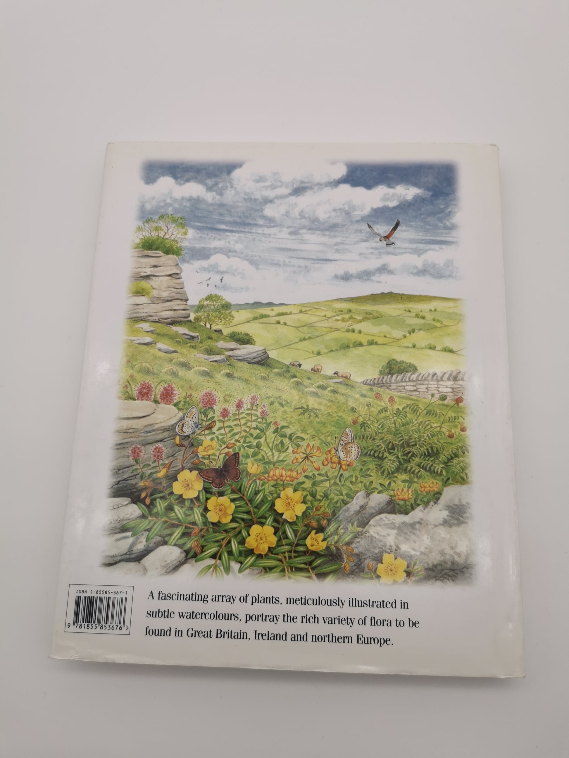 Wild Flowers of the British Isles and Northern Europe by Pamela Forey (Hardback, 1997) – Over 850 Species