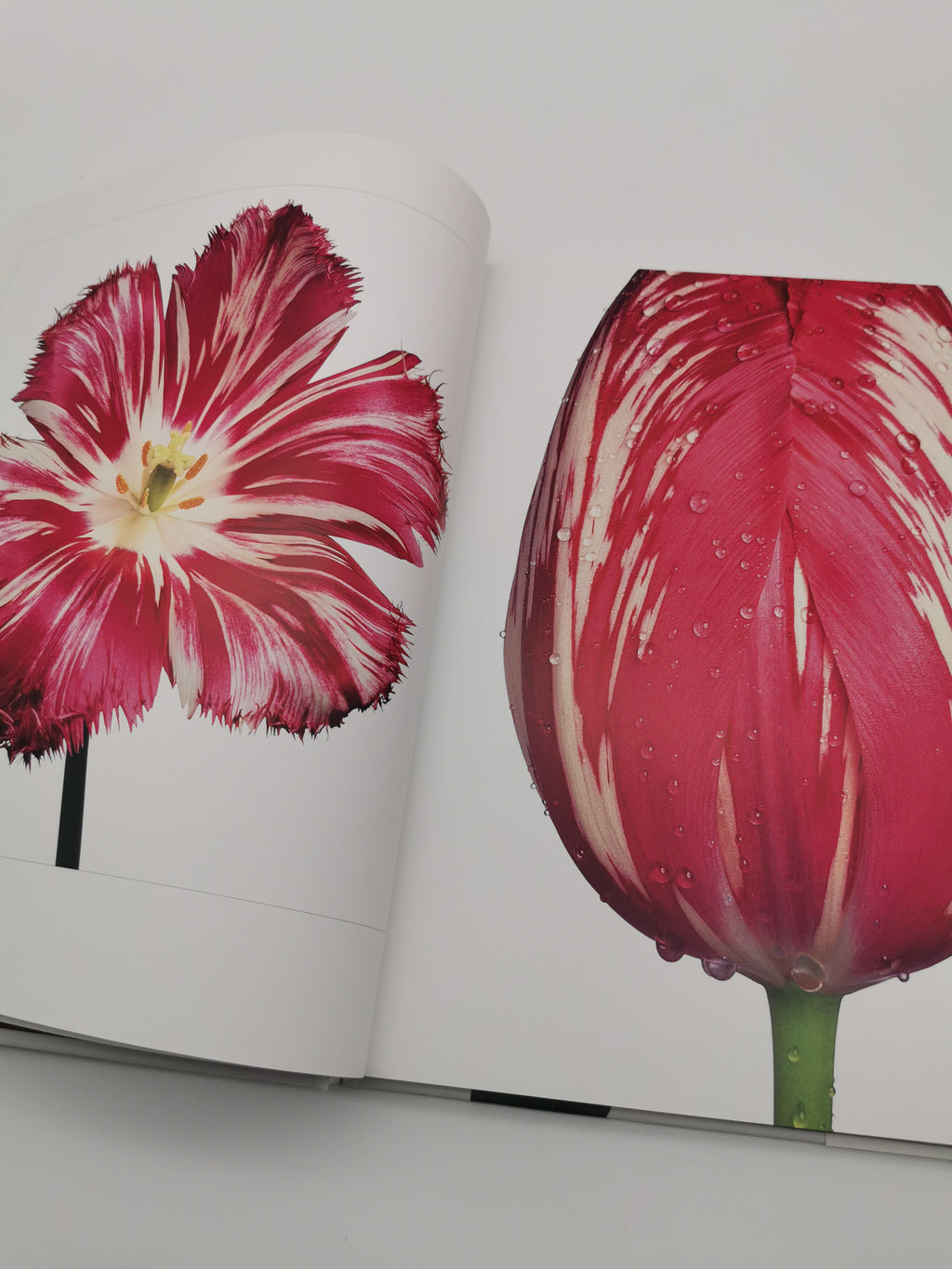 TULIPS Photo Art Book by Peter Arnold