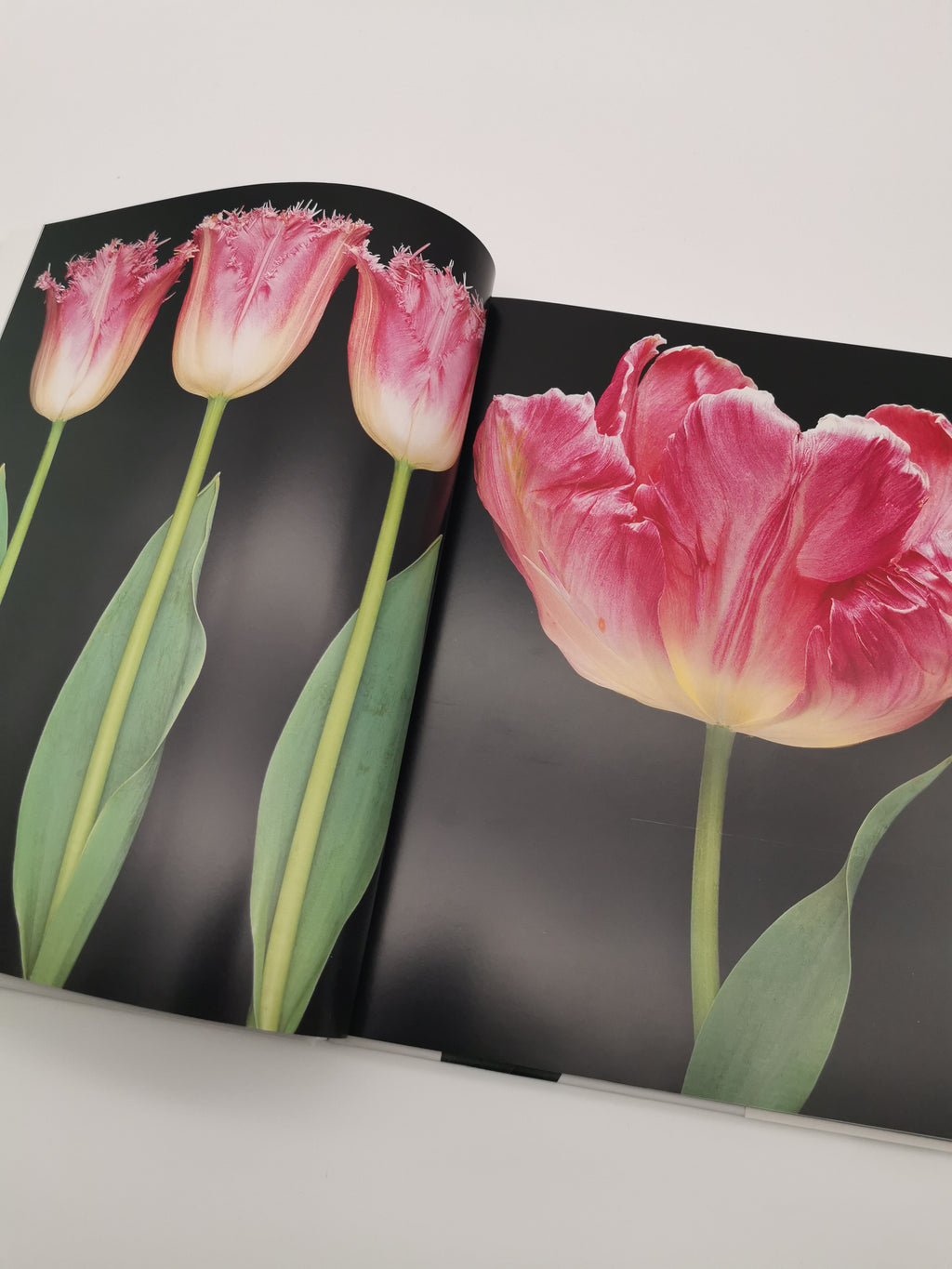 TULIPS Photo Art Book by Peter Arnold