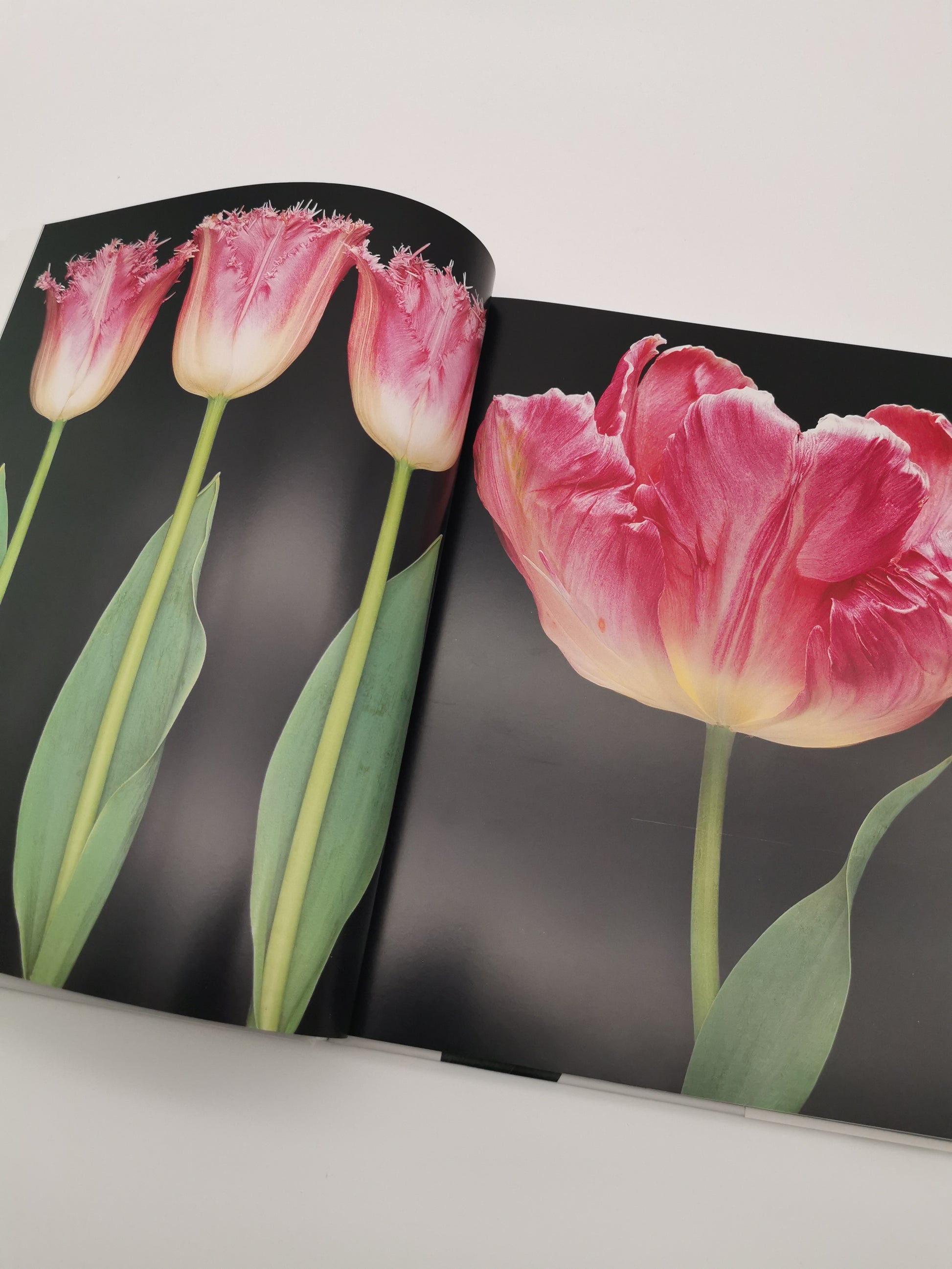 TULIPS Photo Art Book by Peter Arnold
