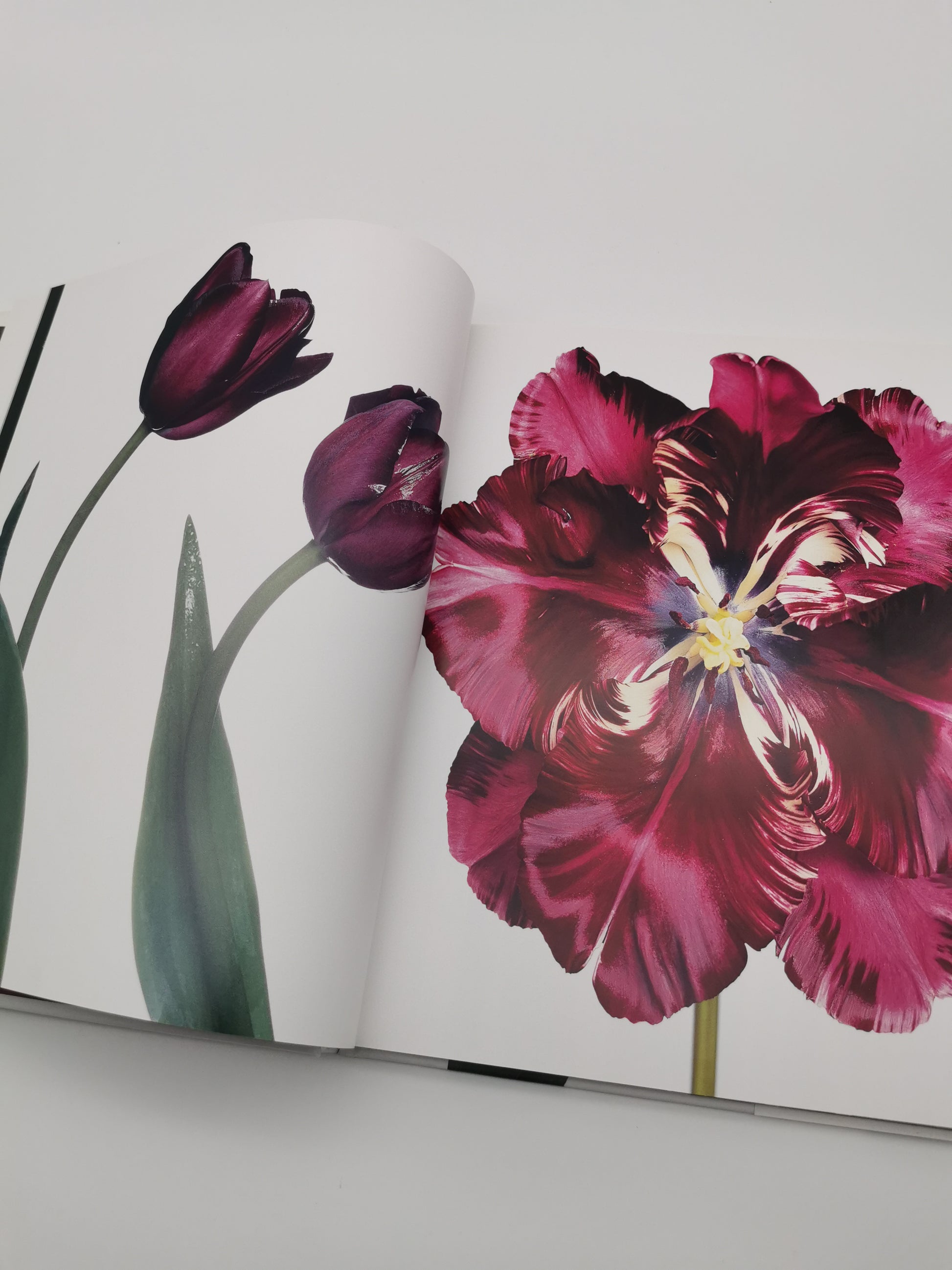 TULIPS Photo Art Book by Peter Arnold