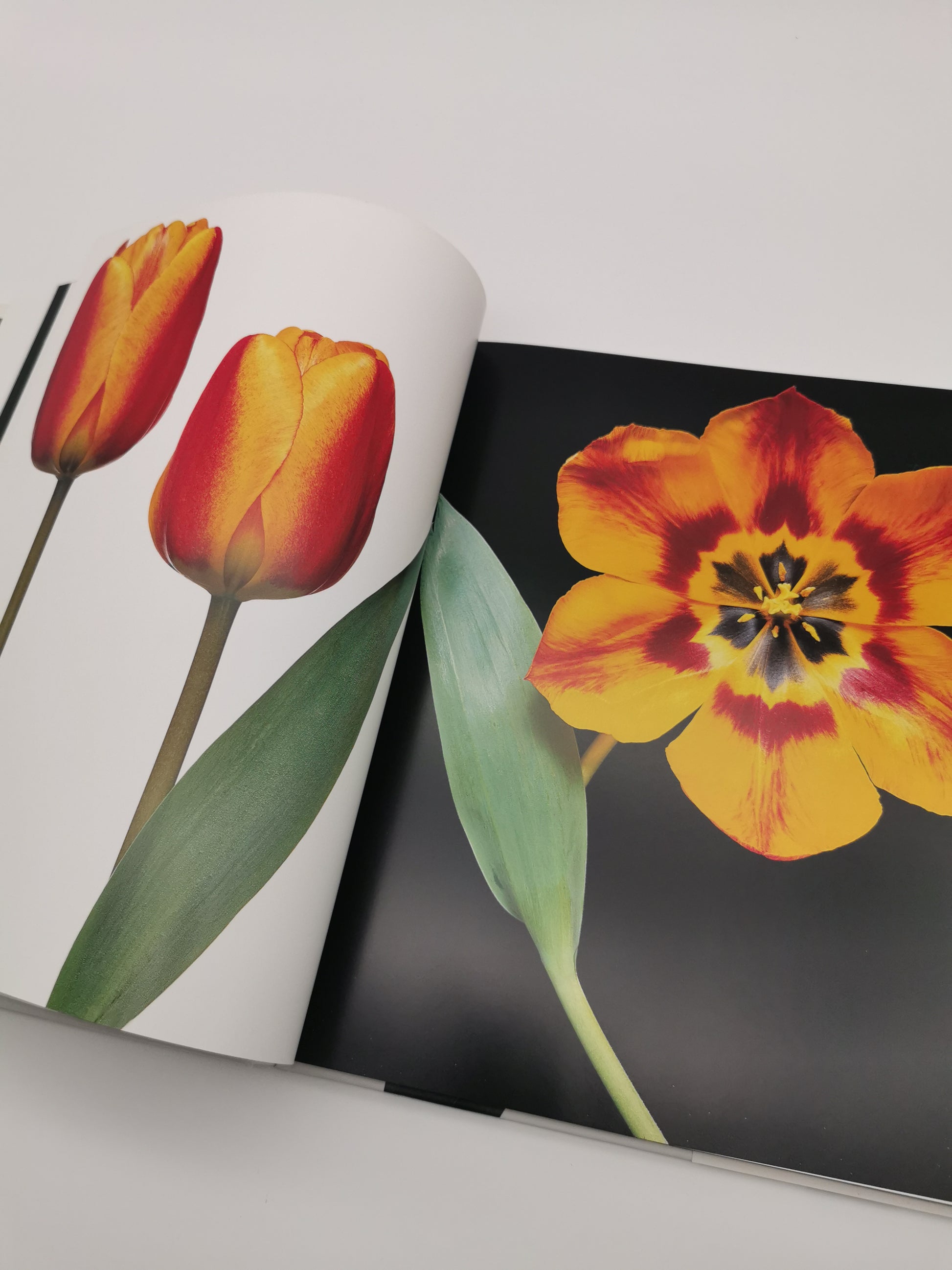 TULIPS Photo Art Book by Peter Arnold