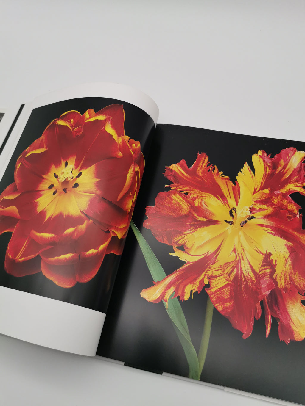 TULIPS Photo Art Book by Peter Arnold