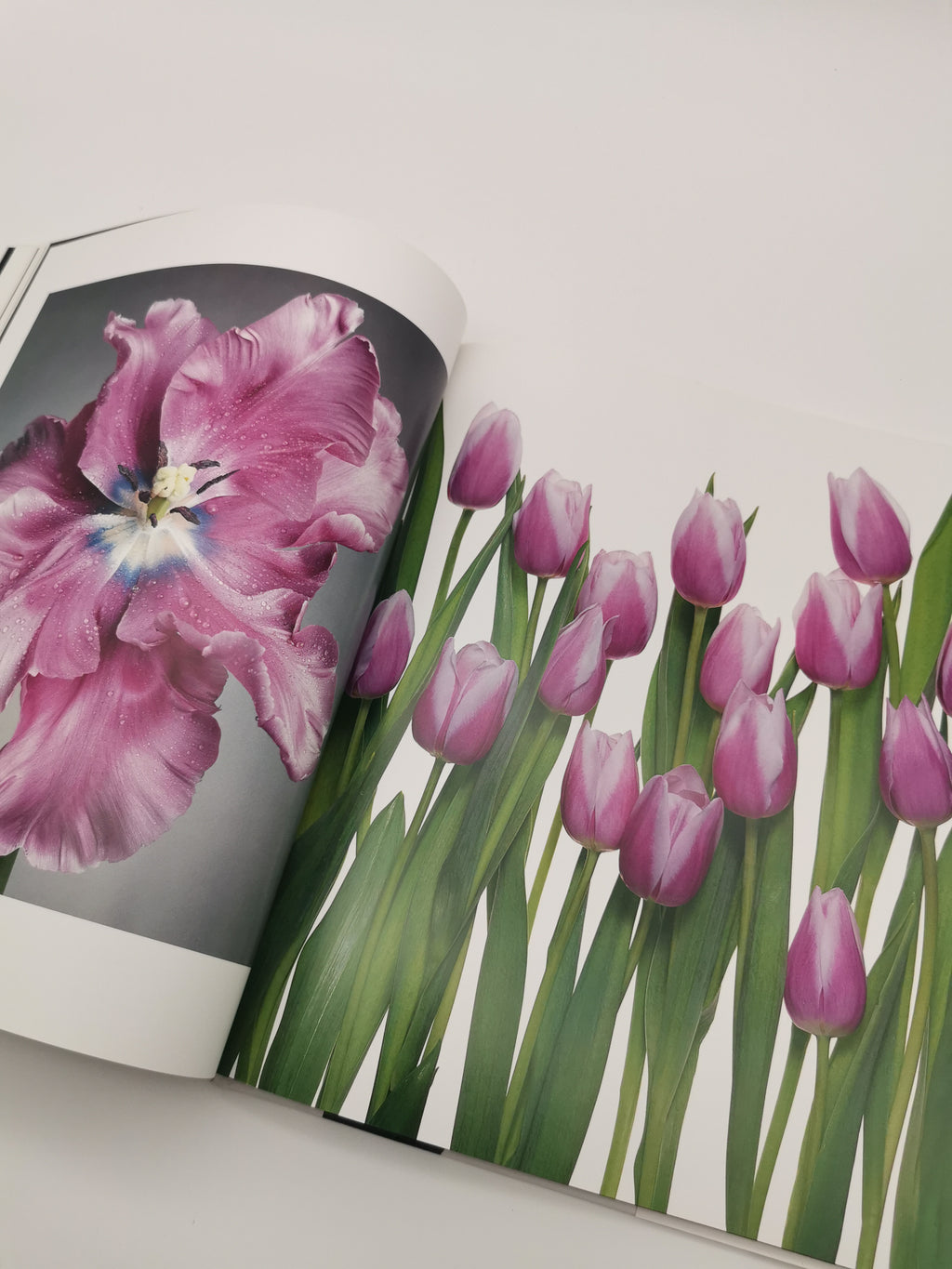 TULIPS Photo Art Book by Peter Arnold