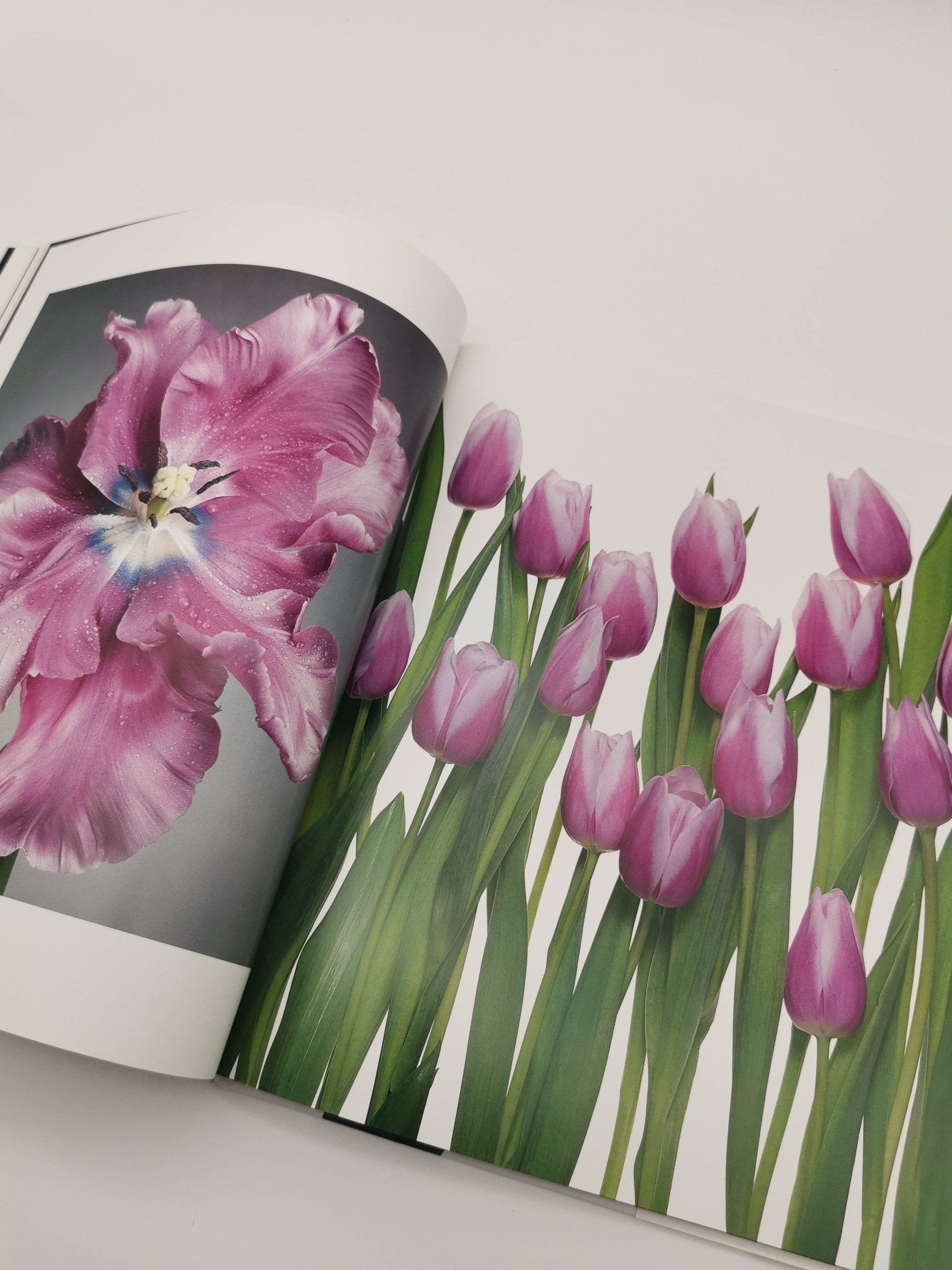 TULIPS Photo Art Book by Peter Arnold