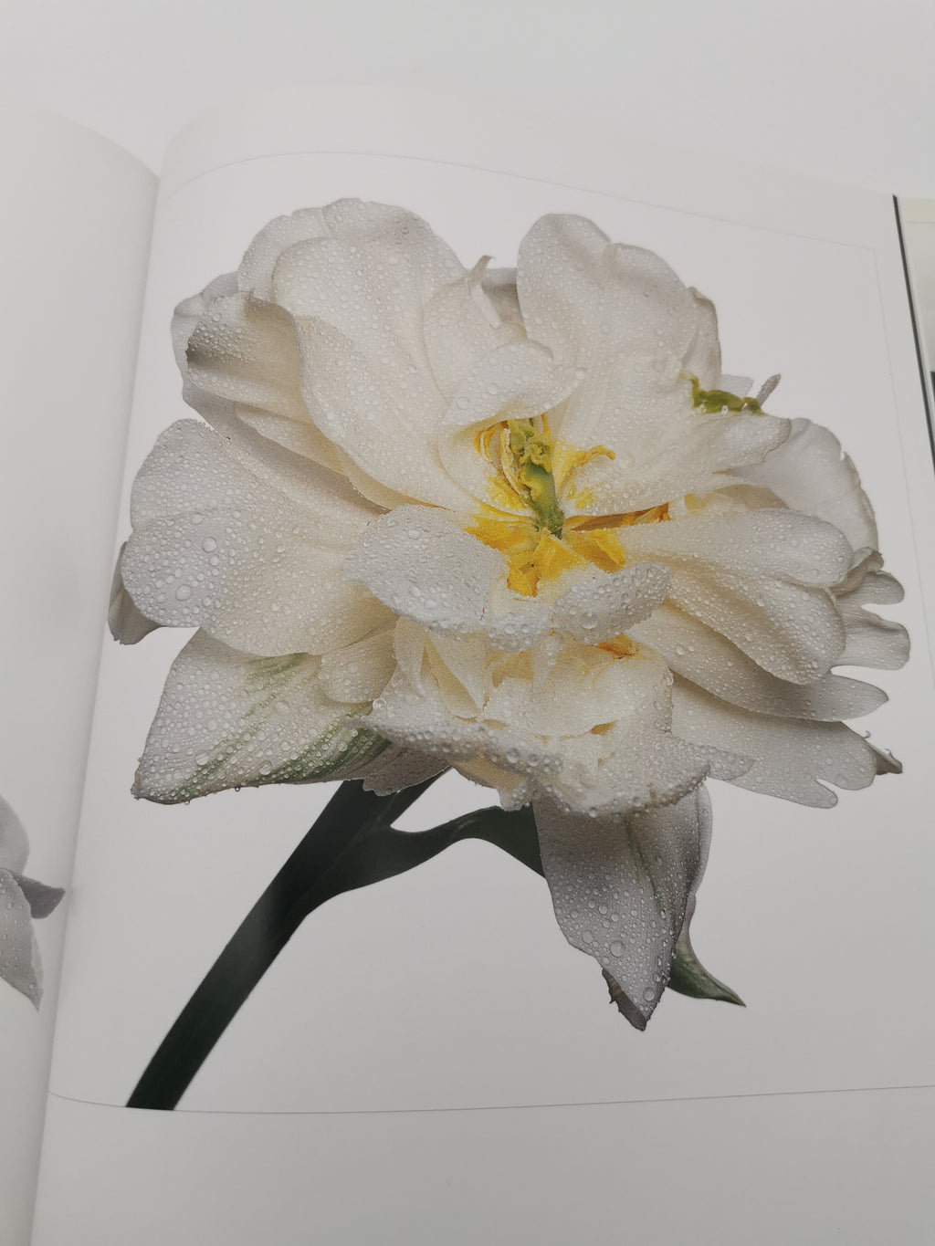 TULIPS Photo Art Book by Peter Arnold