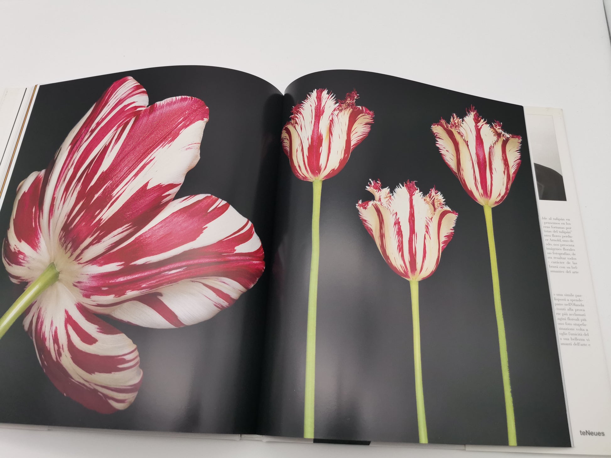TULIPS Photo Art Book by Peter Arnold
