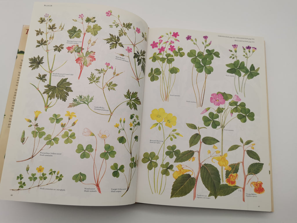 Vintage 1983 The Wild Flowers of the British Isles Hardback – First Edition Botanical Illustration Reference Guide