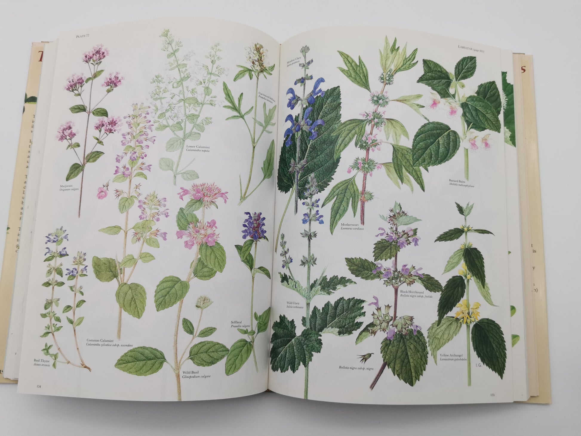 Vintage 1983 The Wild Flowers of the British Isles Hardback – First Edition Botanical Illustration Reference Guide