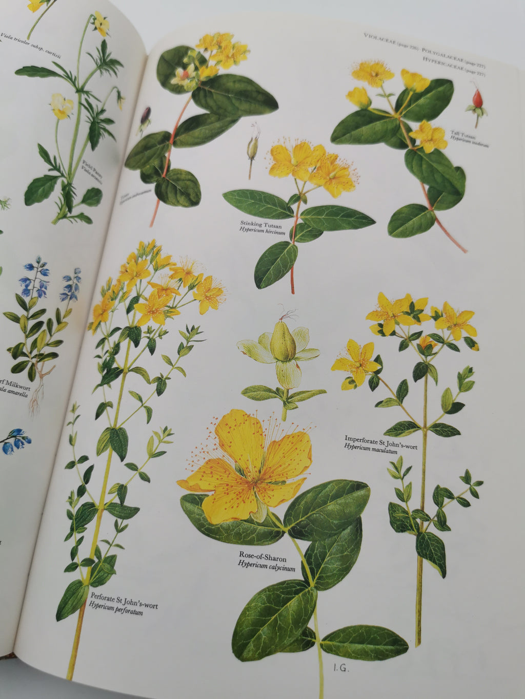 Vintage 1983 The Wild Flowers of the British Isles Hardback – First Edition Botanical Illustration Reference Guide