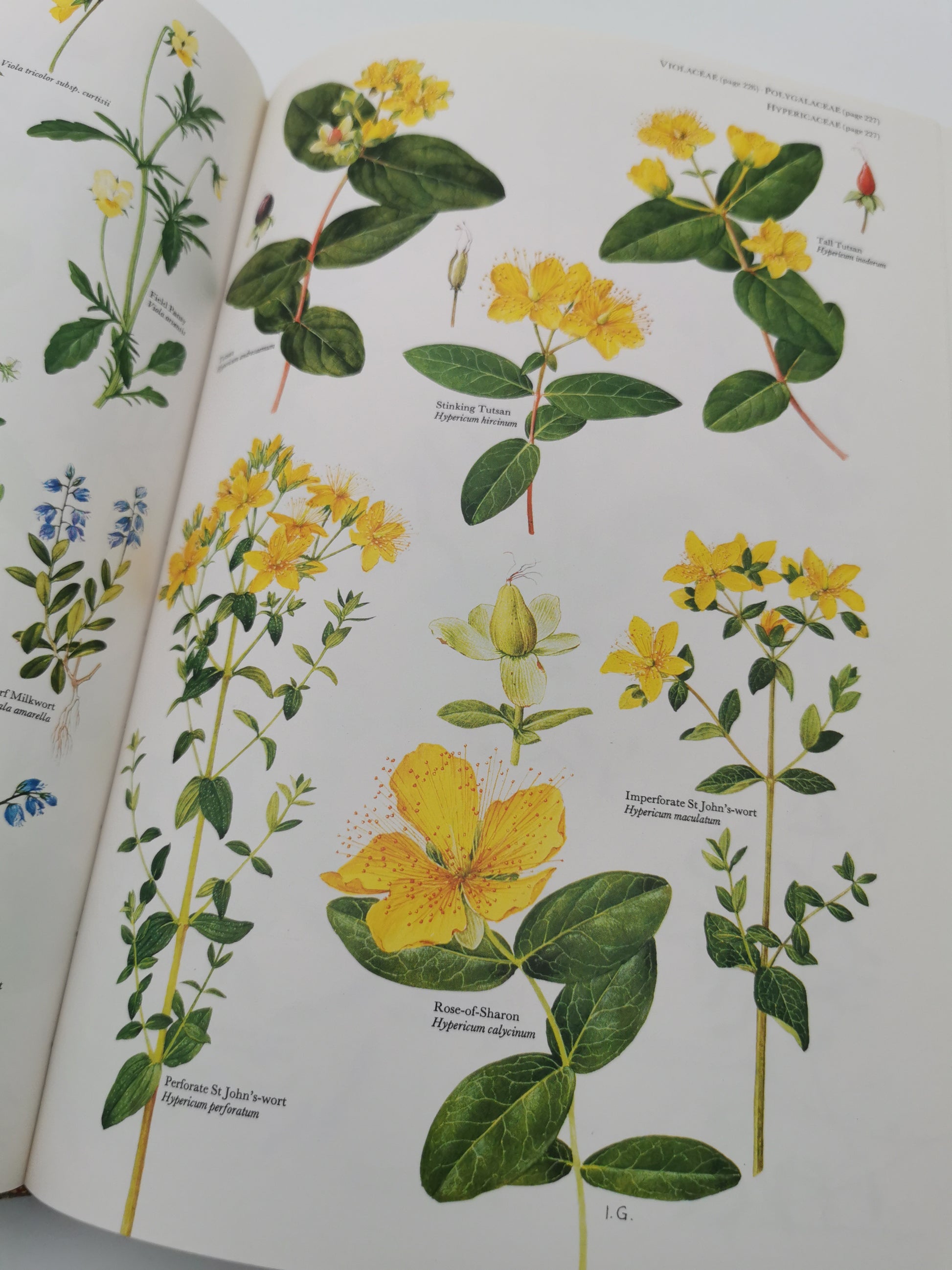 Vintage 1983 The Wild Flowers of the British Isles Hardback – First Edition Botanical Illustration Reference Guide