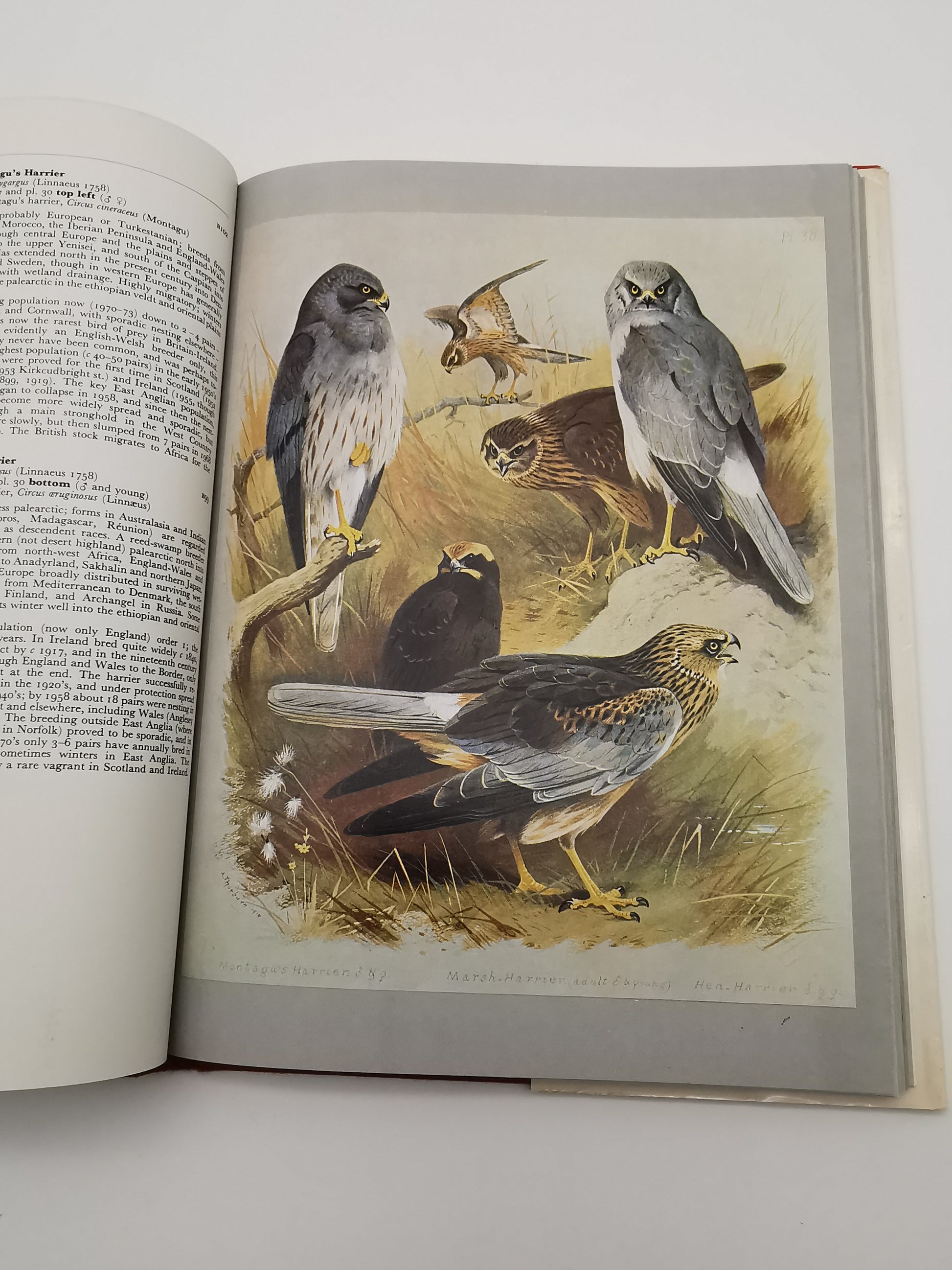 Thorburn's Birds by James Fisher & John Parslow – Book Club Associates Edition (Hardback)