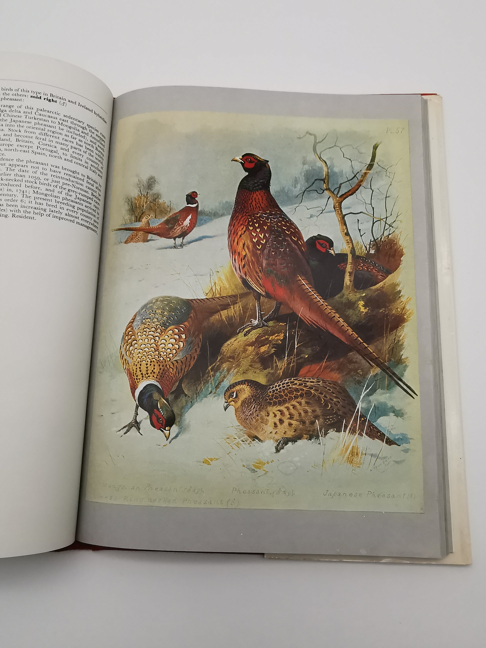 Thorburn's Birds by James Fisher & John Parslow – Book Club Associates Edition (Hardback)