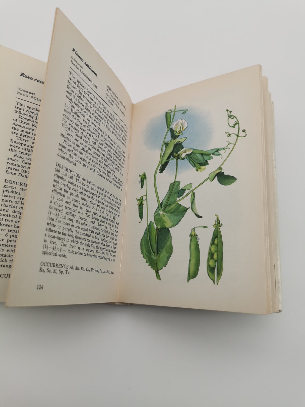 Vintage 1969 Wild Flowers of Europe Hardback Book- An Illustrated Guide