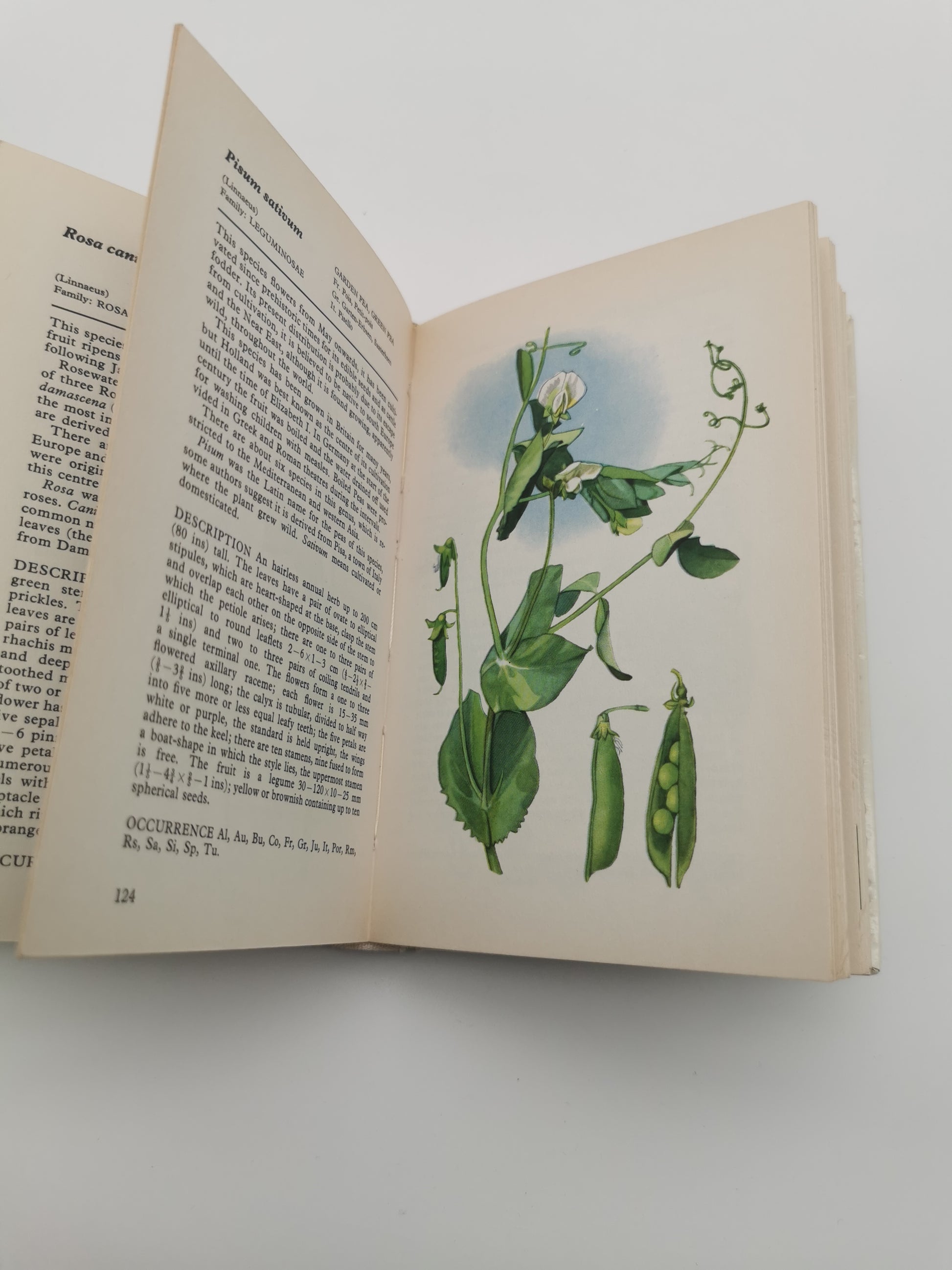 Vintage 1969 Wild Flowers of Europe Hardback Book- An Illustrated Guide