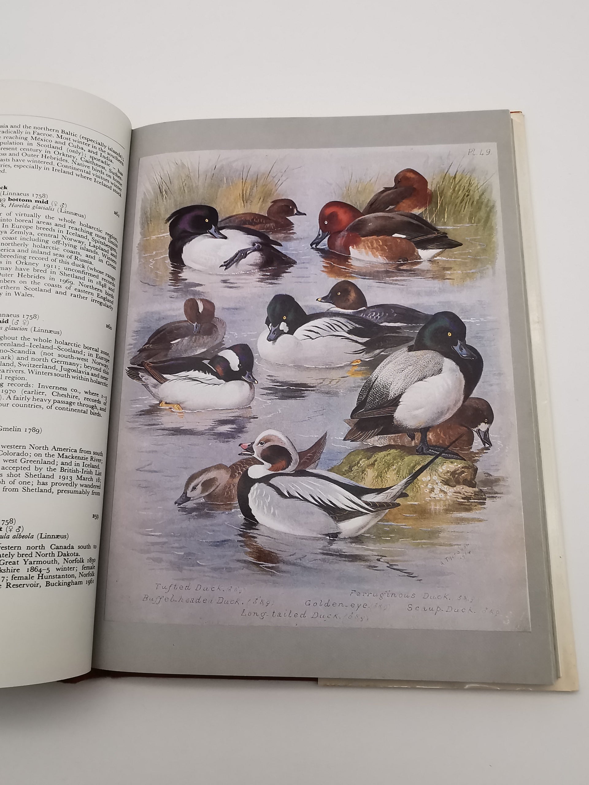 Thorburn's Birds by James Fisher & John Parslow – Book Club Associates Edition (Hardback)