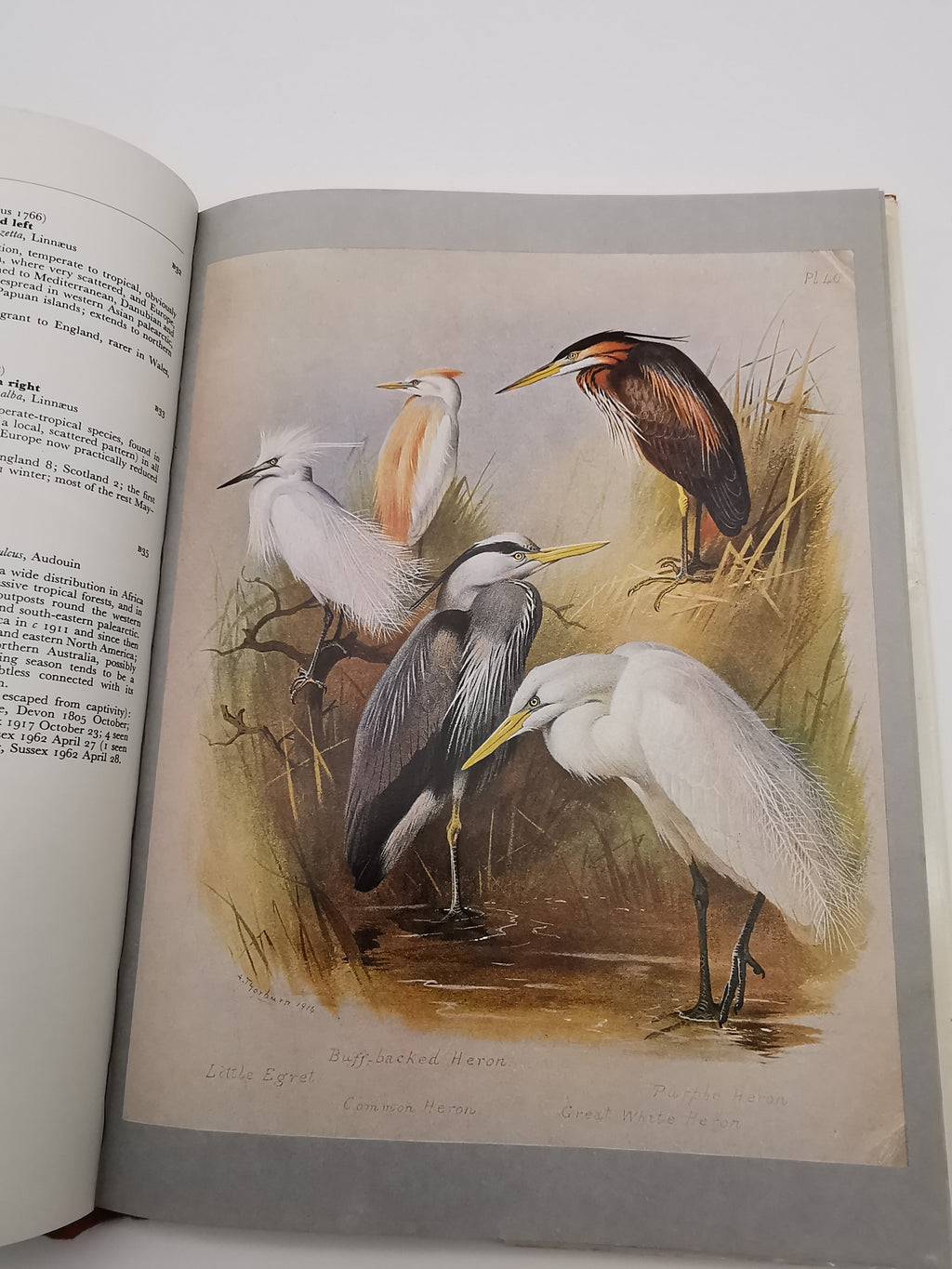 Thorburn's Birds by James Fisher & John Parslow – Book Club Associates Edition (Hardback)