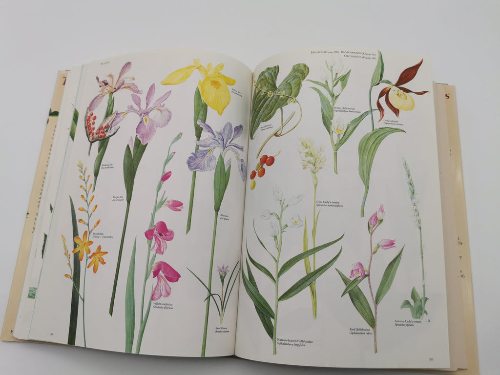 Vintage 1983 The Wild Flowers of the British Isles Hardback – First Edition Botanical Illustration Reference Guide