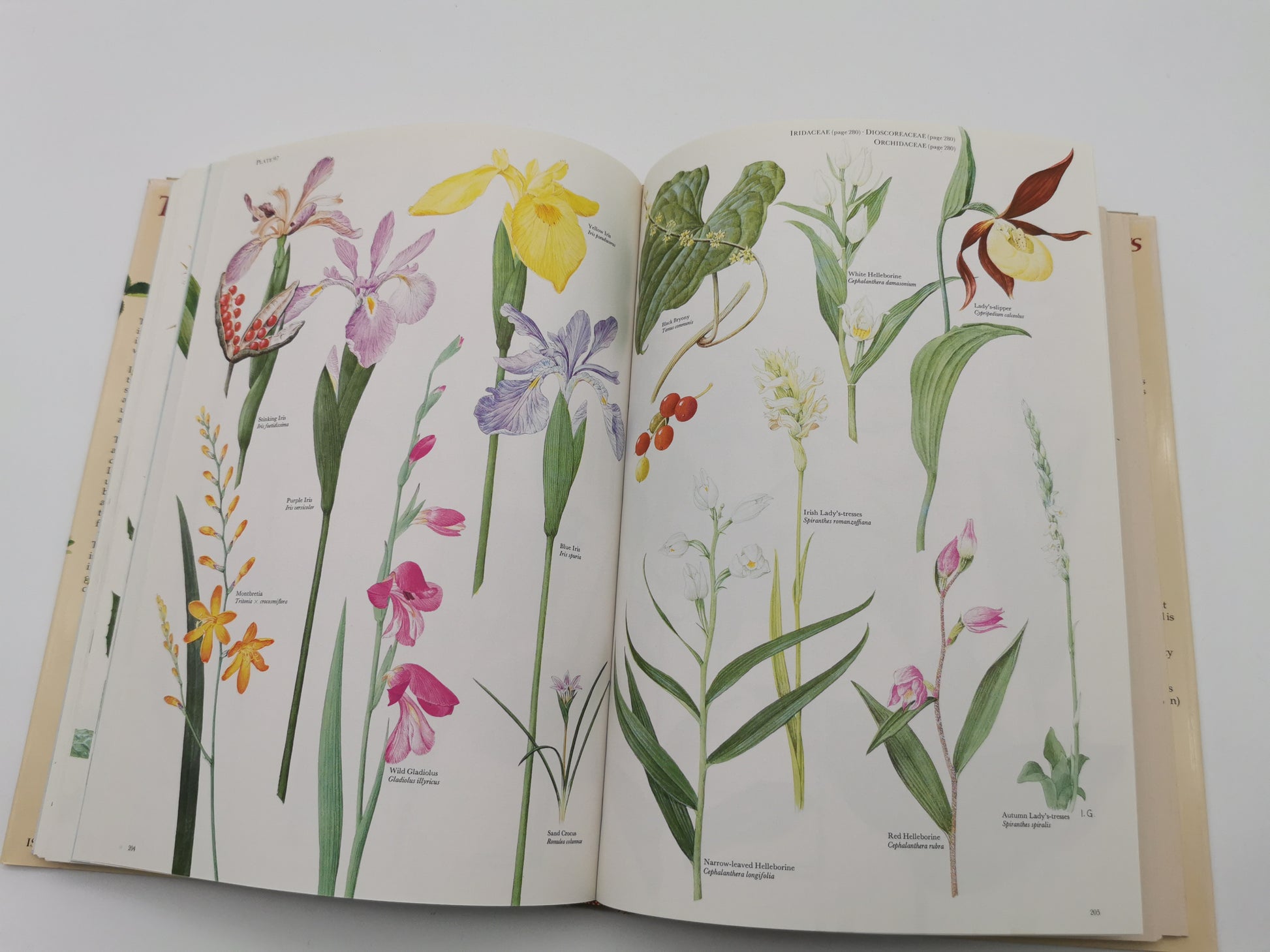 Vintage 1983 The Wild Flowers of the British Isles Hardback – First Edition Botanical Illustration Reference Guide
