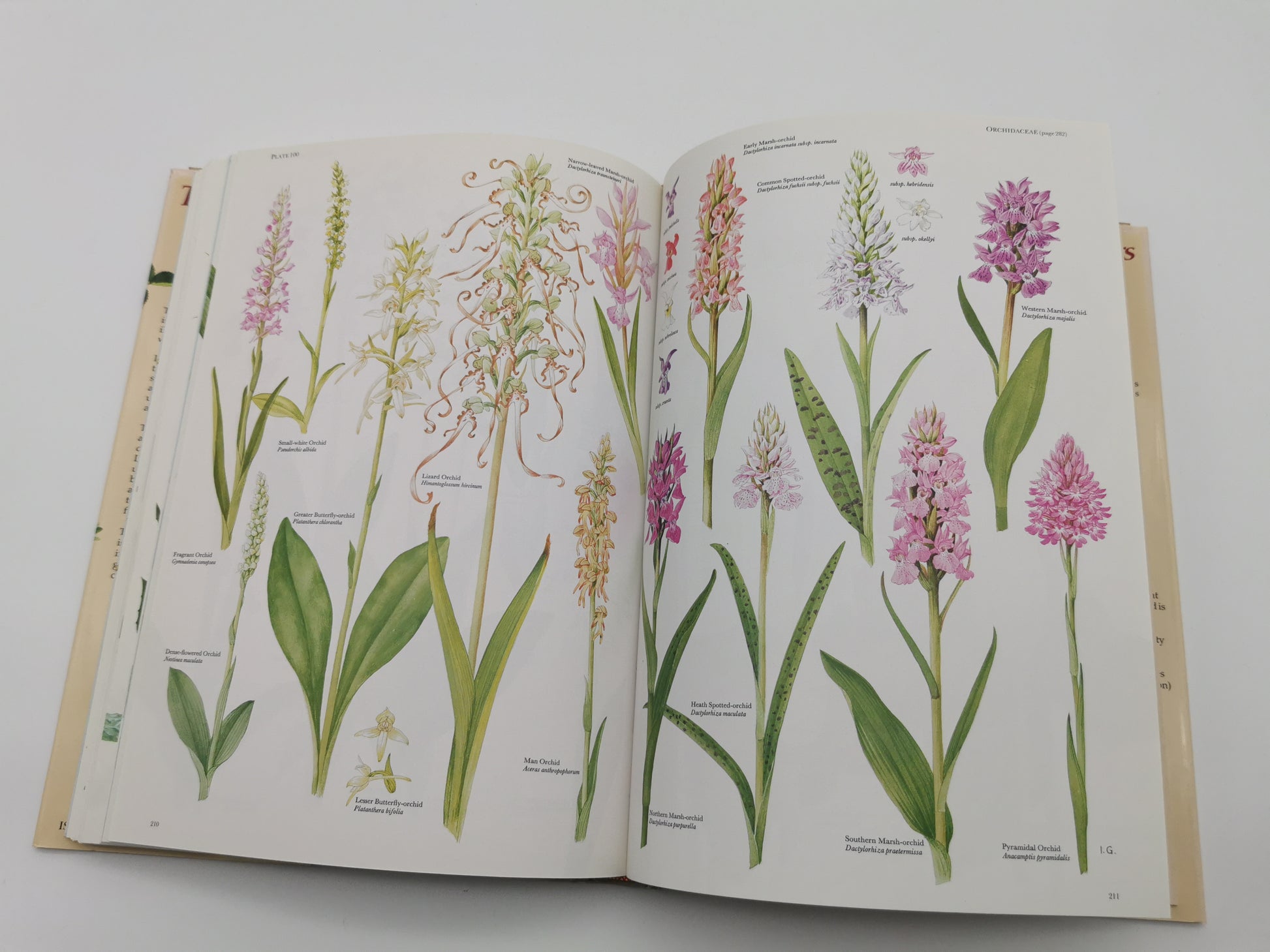 Vintage 1983 The Wild Flowers of the British Isles Hardback – First Edition Botanical Illustration Reference Guide