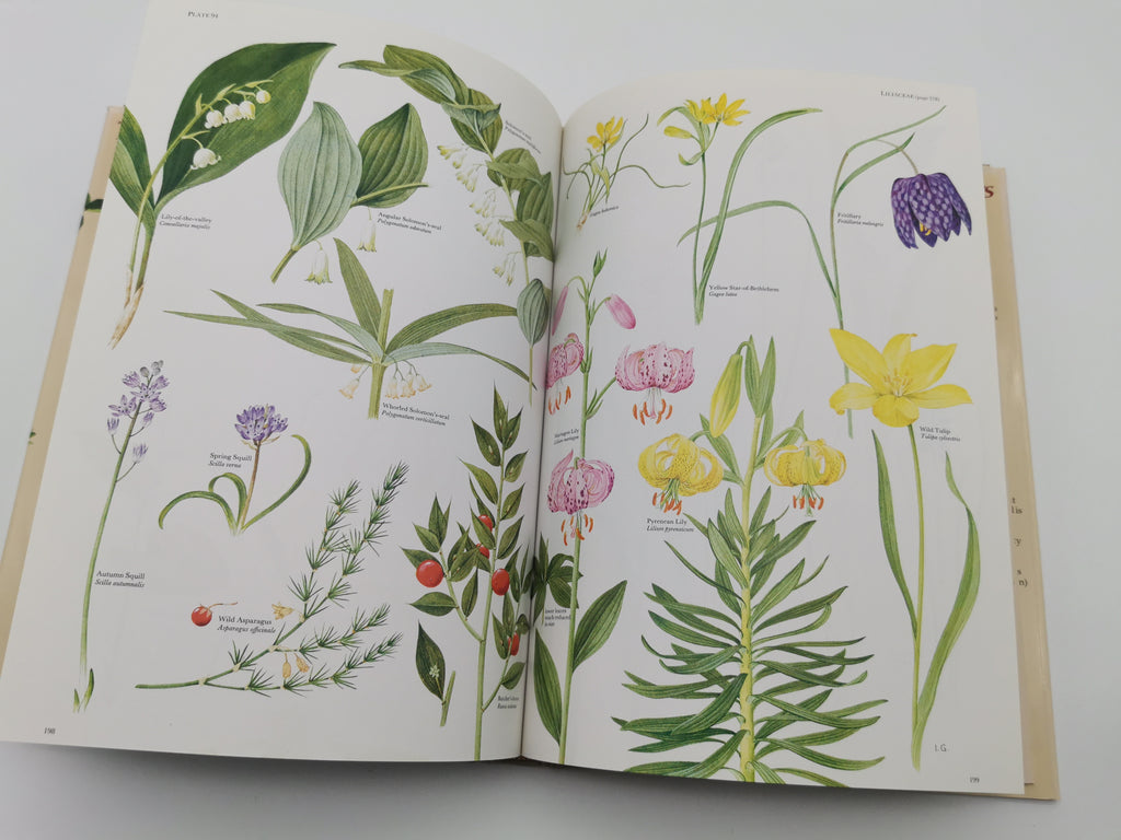 Vintage 1983 The Wild Flowers of the British Isles Hardback – First Edition Botanical Illustration Reference Guide