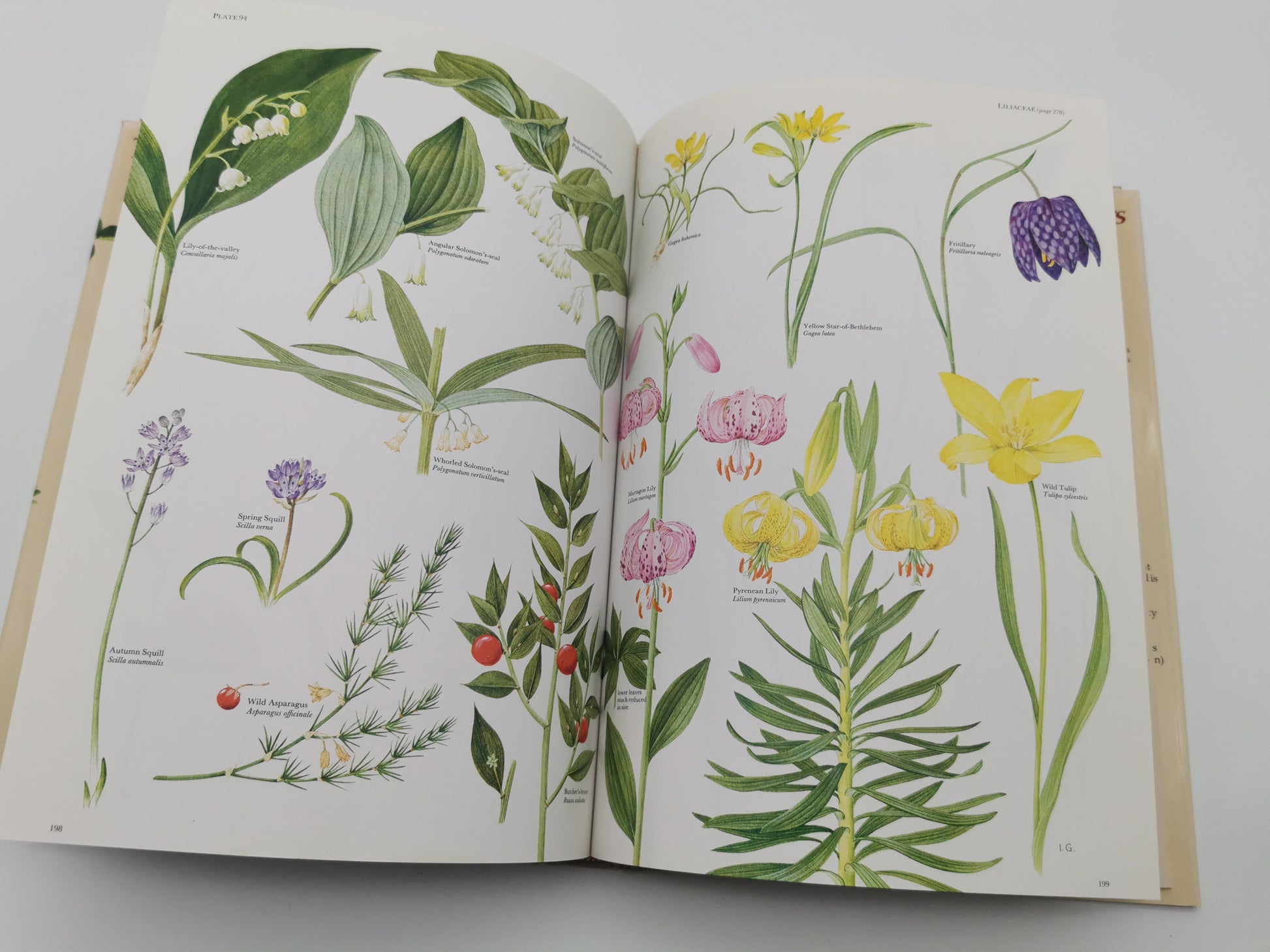 Vintage 1983 The Wild Flowers of the British Isles Hardback – First Edition Botanical Illustration Reference Guide