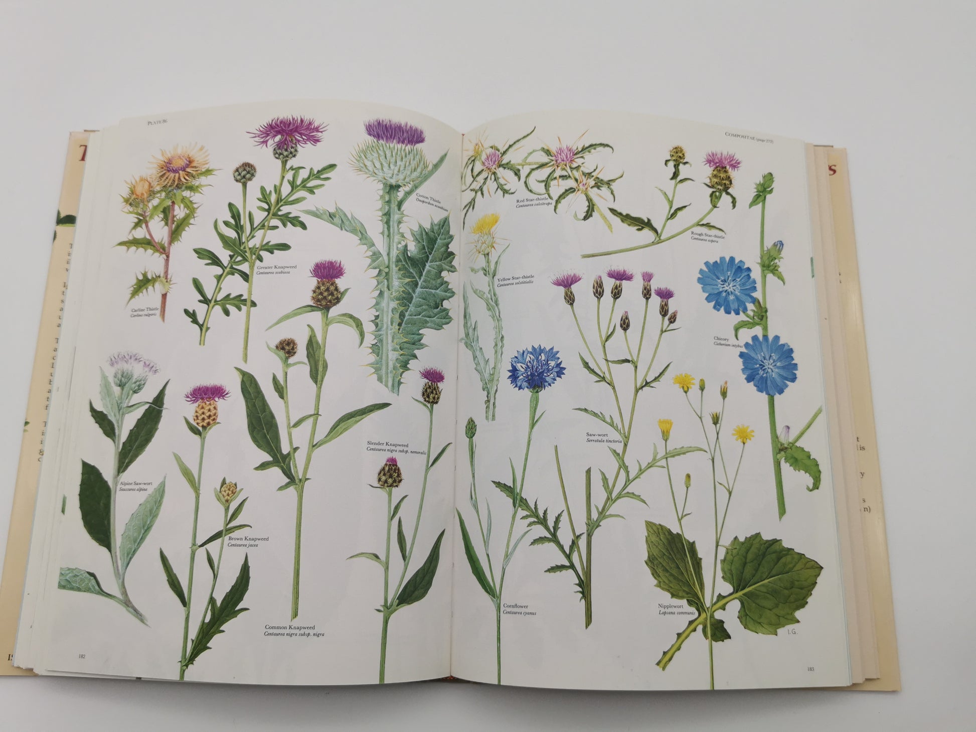Vintage 1983 The Wild Flowers of the British Isles Hardback – First Edition Botanical Illustration Reference Guide