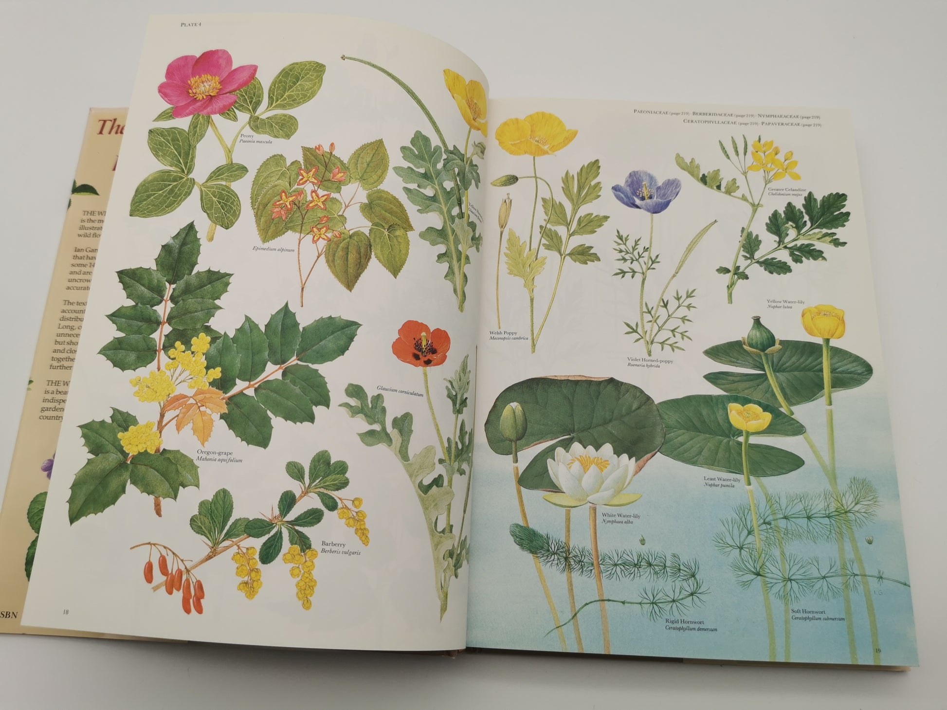 Vintage 1983 The Wild Flowers of the British Isles Hardback – First Edition Botanical Illustration Reference Guide