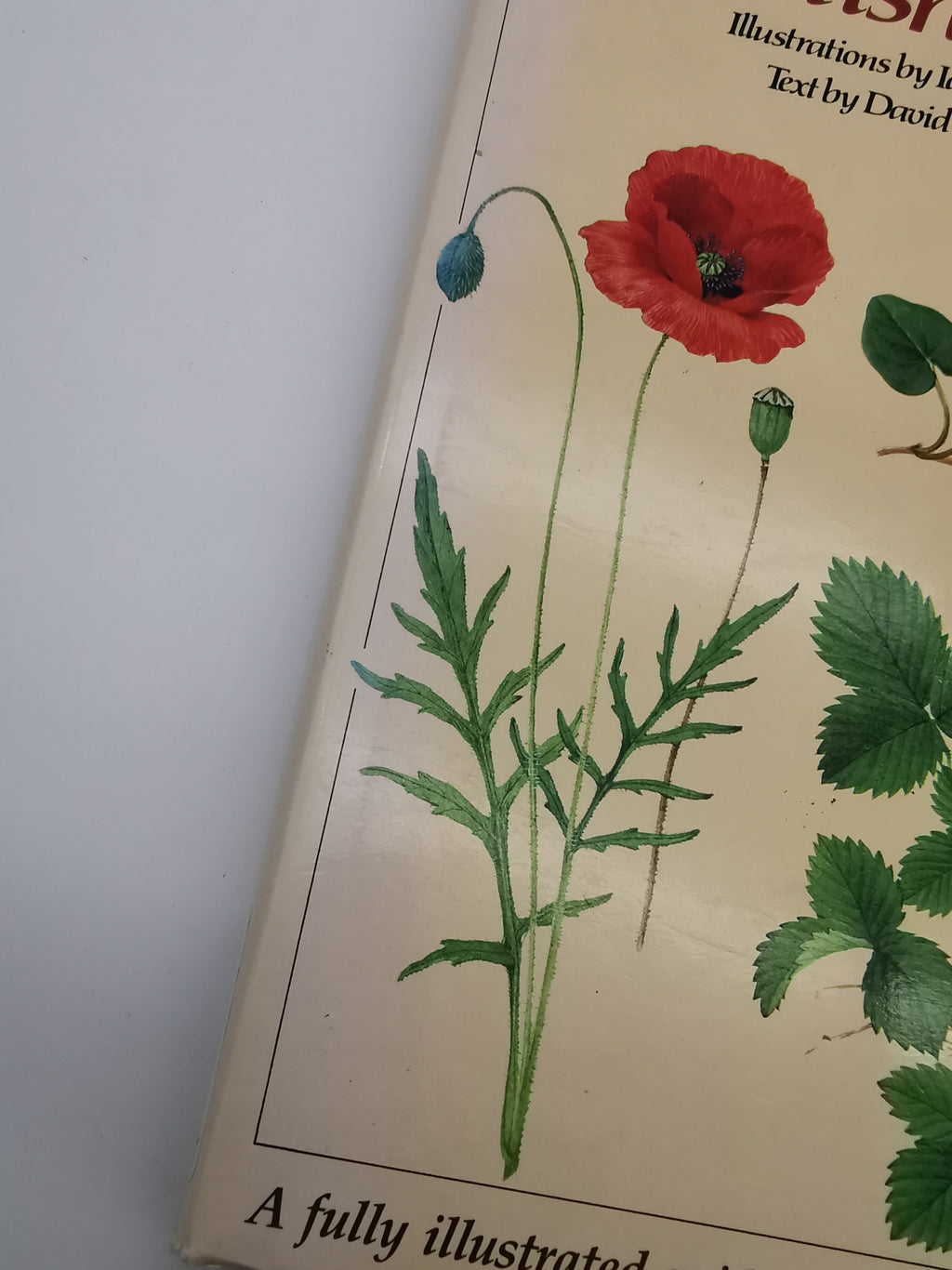 Vintage 1983 The Wild Flowers of the British Isles Hardback – First Edition Botanical Illustration Reference Guide