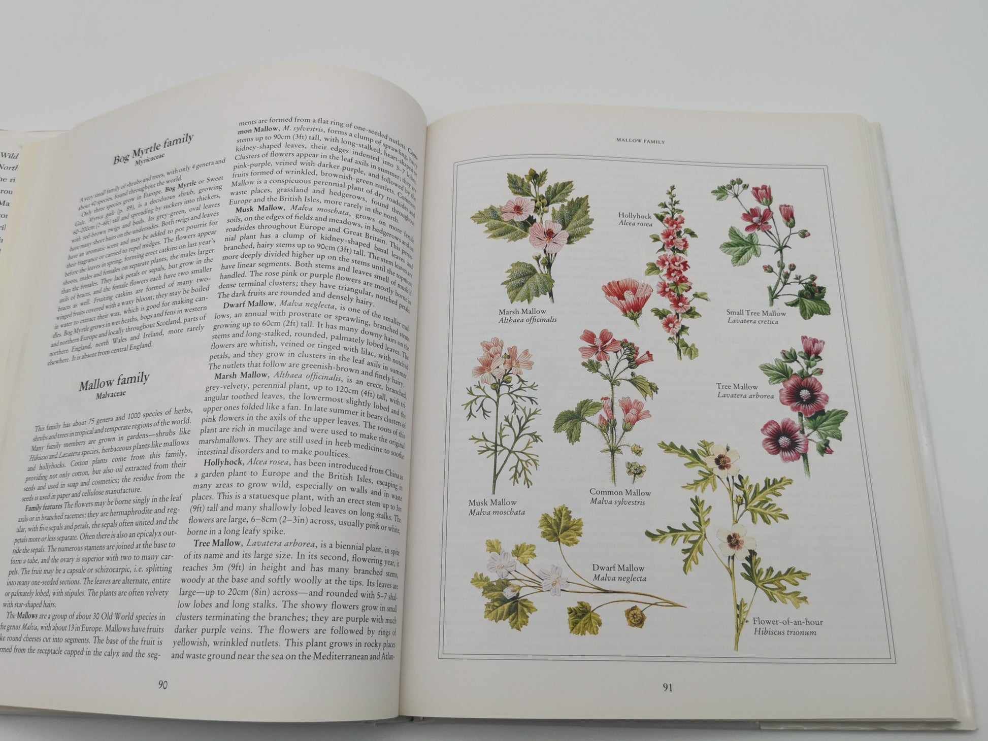 Wild Flowers of the British Isles and Northern Europe by Pamela Forey (Hardback, 1997) – Over 850 Species