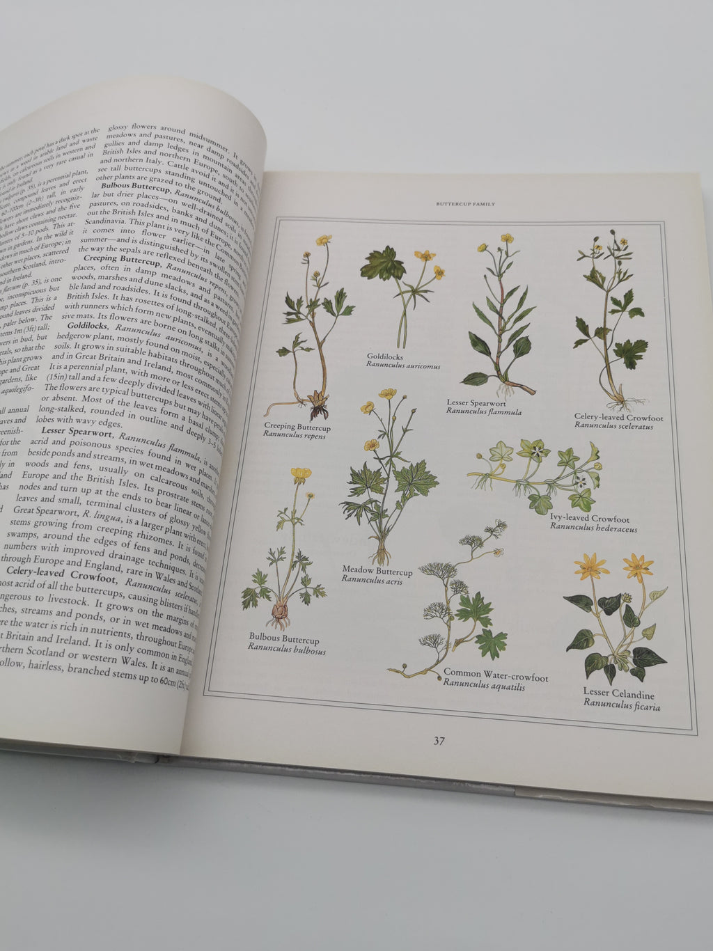 Wild Flowers of the British Isles and Northern Europe by Pamela Forey (Hardback, 1997) – Over 850 Species