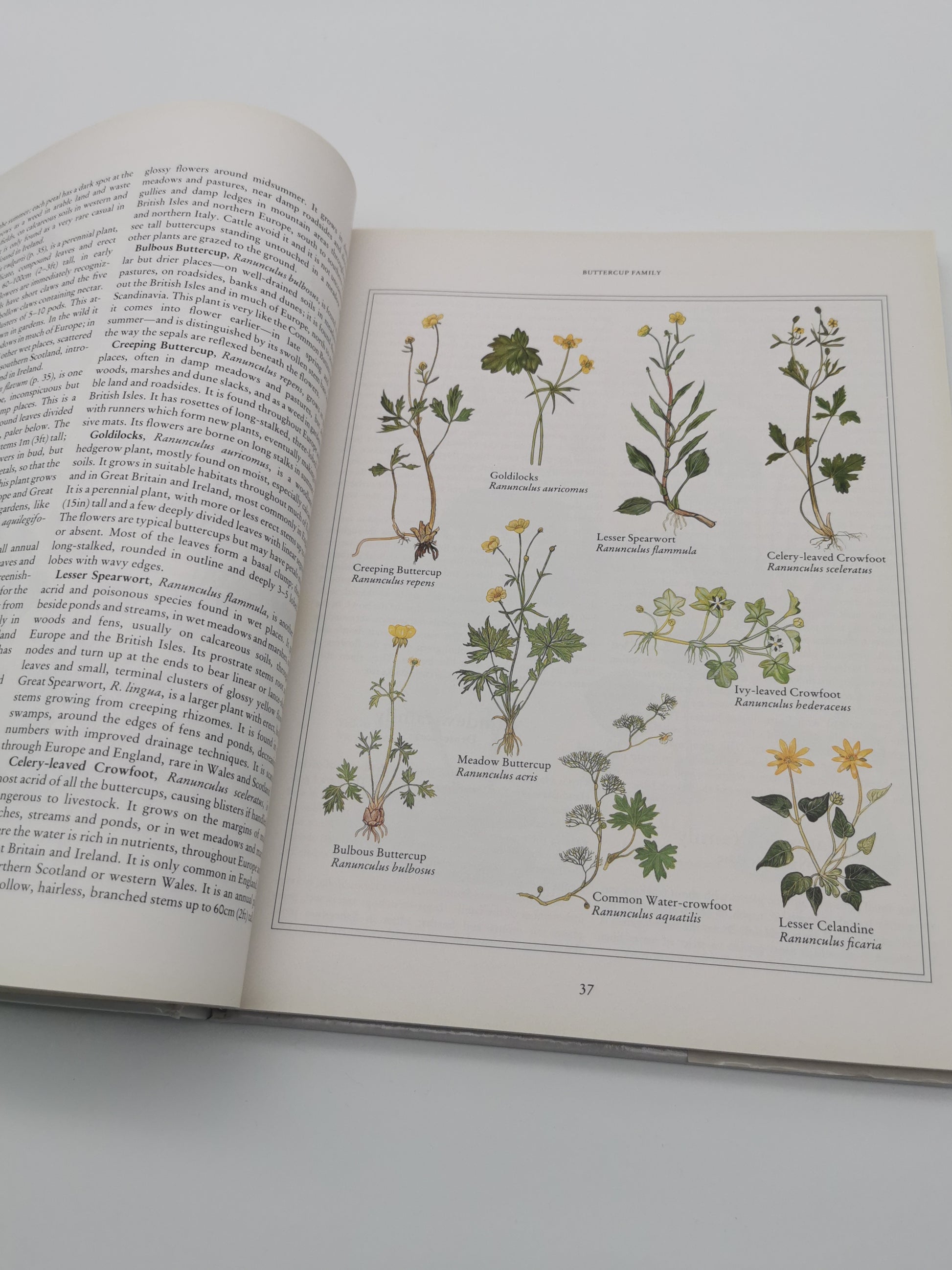 Wild Flowers of the British Isles and Northern Europe by Pamela Forey (Hardback, 1997) – Over 850 Species