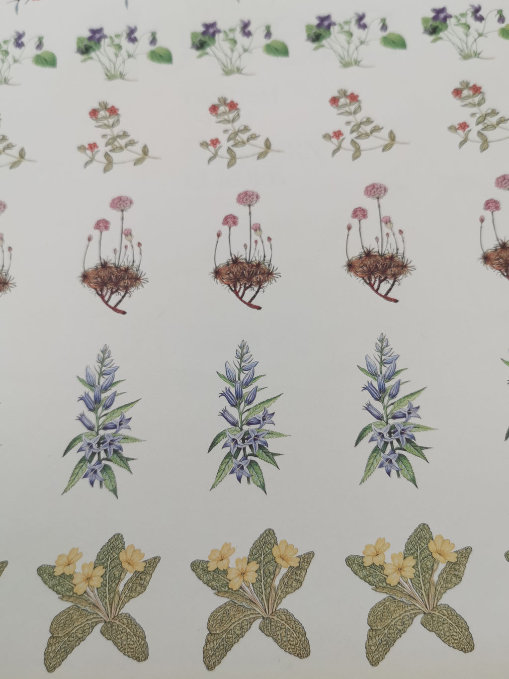 Wild Flowers of the British Isles and Northern Europe by Pamela Forey (Hardback, 1997) – Over 850 Species
