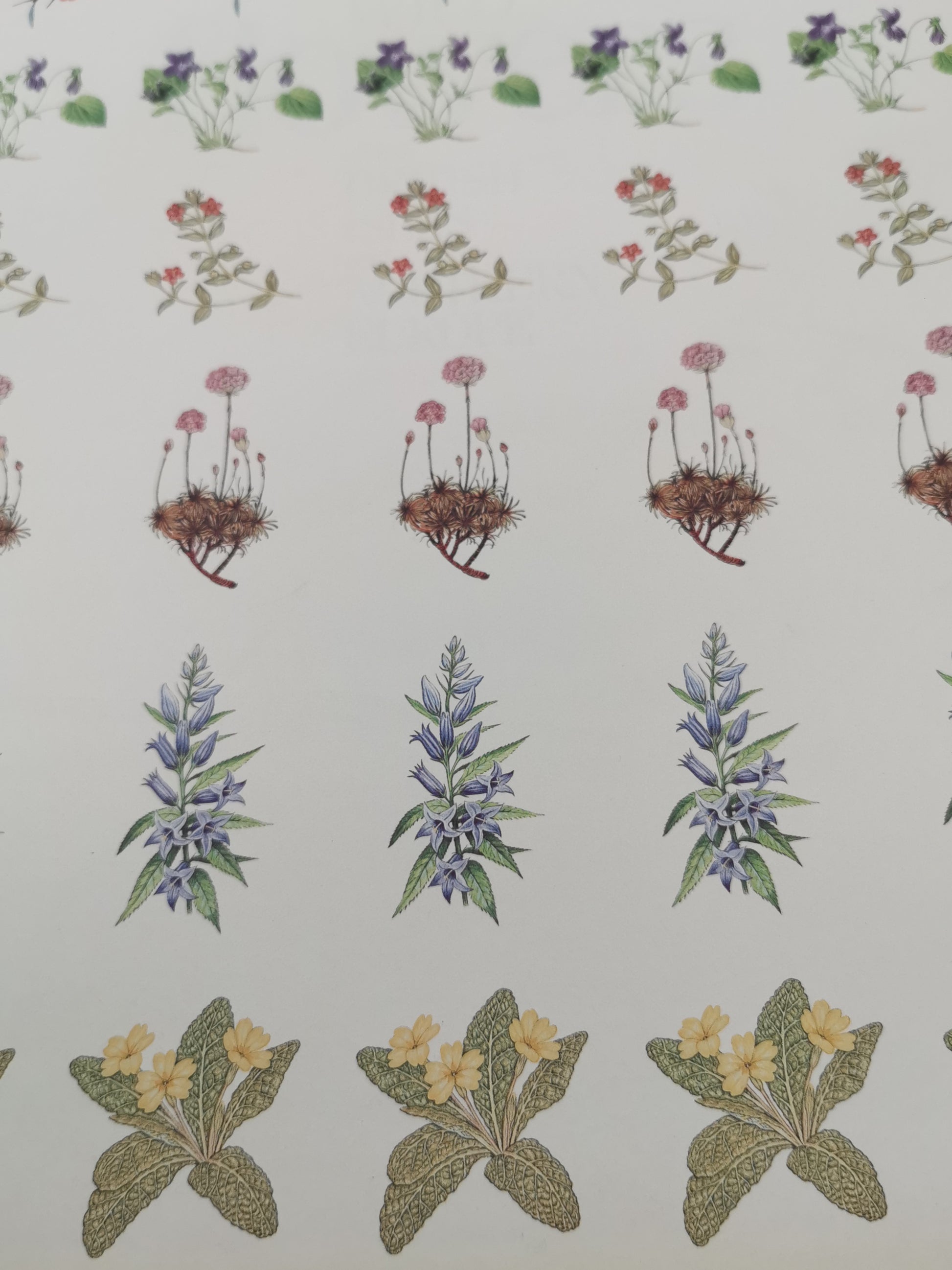 Wild Flowers of the British Isles and Northern Europe by Pamela Forey (Hardback, 1997) – Over 850 Species