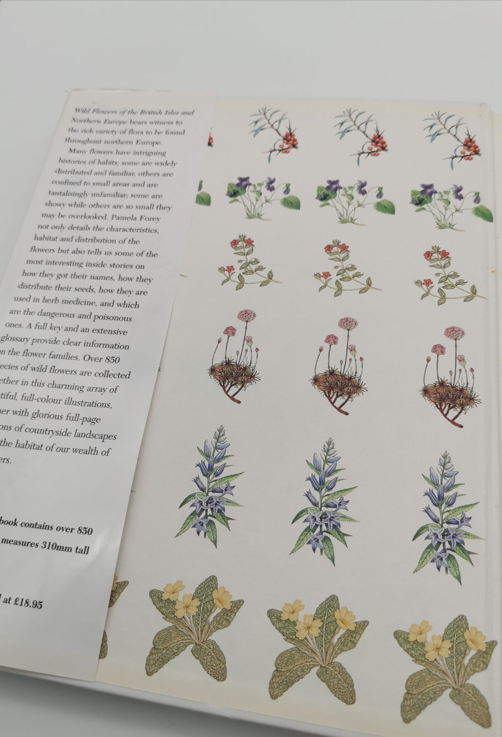 Wild Flowers of the British Isles and Northern Europe by Pamela Forey (Hardback, 1997) – Over 850 Species